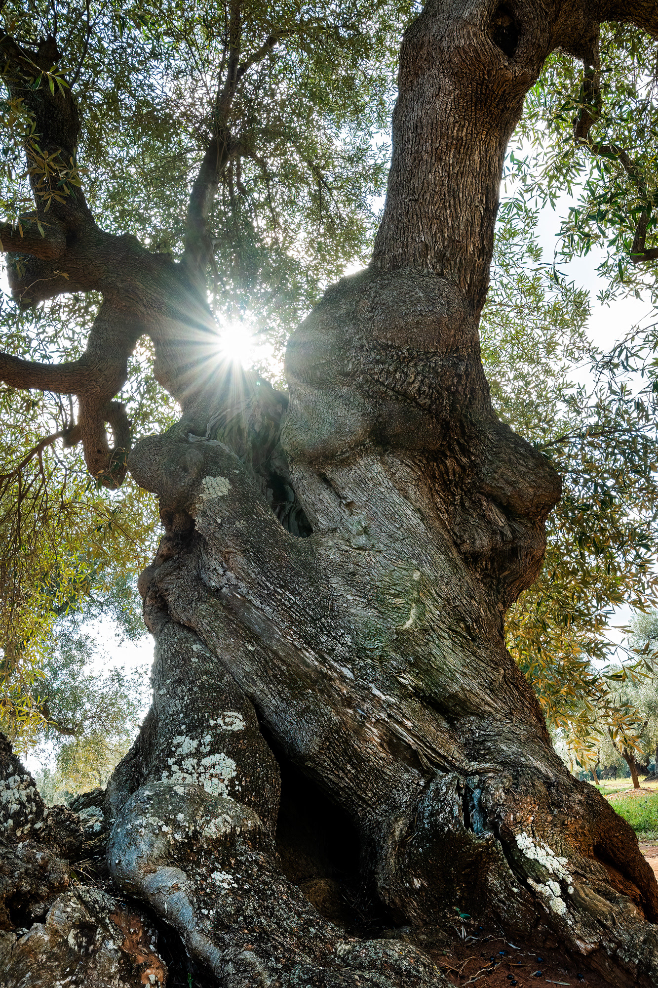Piana degli ulivi di Ostuni