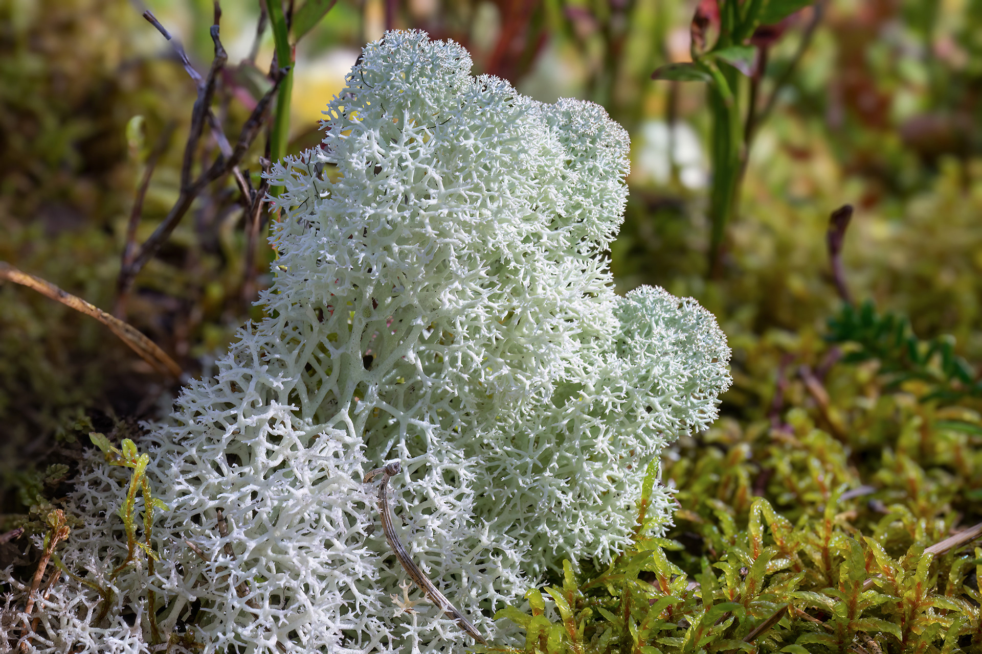 lichene delle renne - Cladonia