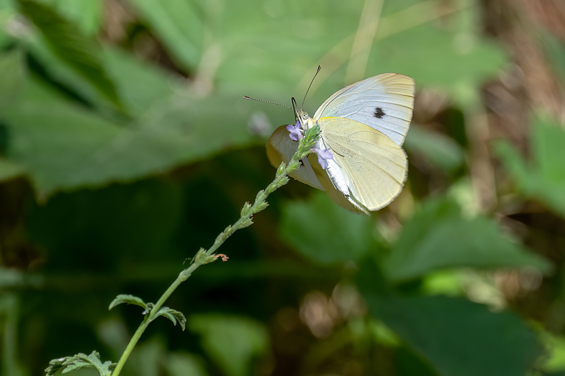 Cavolaia minore - Pieris rapae