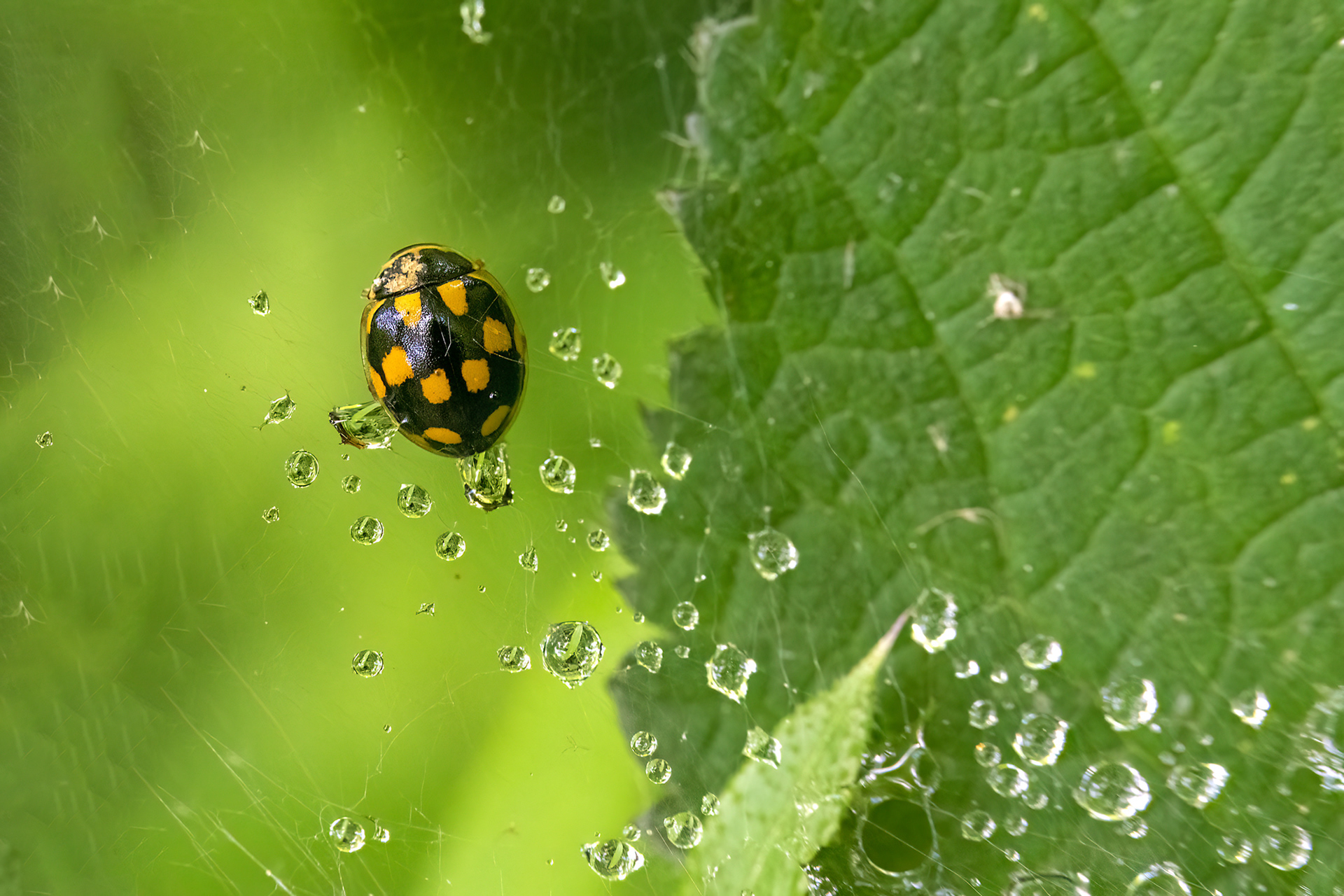Propylea quatuordecimpunctata