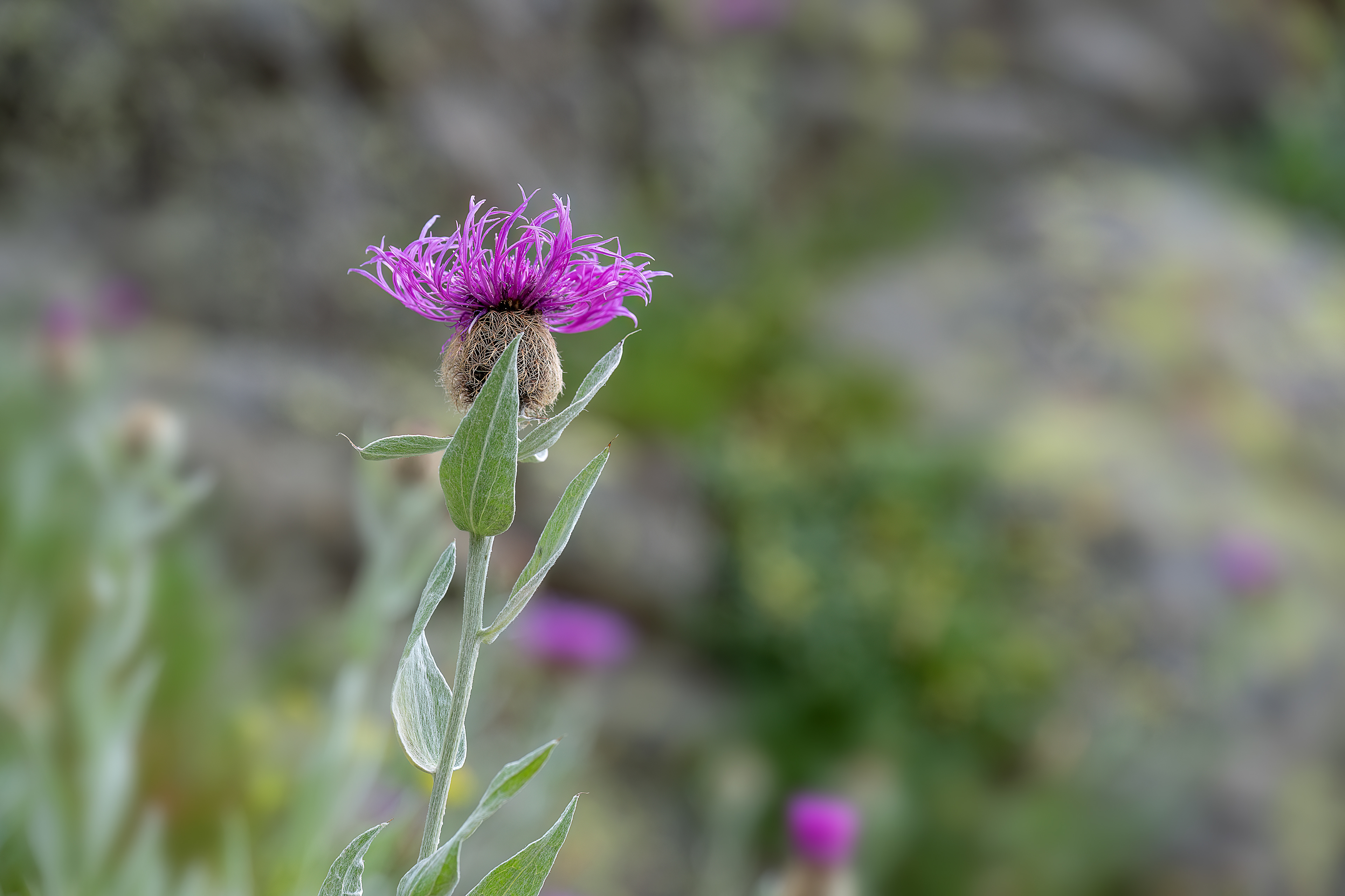 Centaurea uniflora
