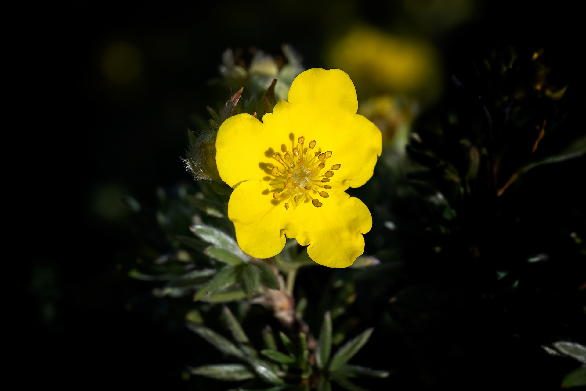 Potentilla fruticosa