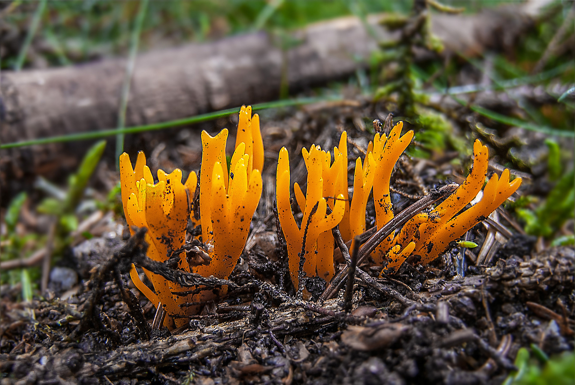 Calocera viscosa