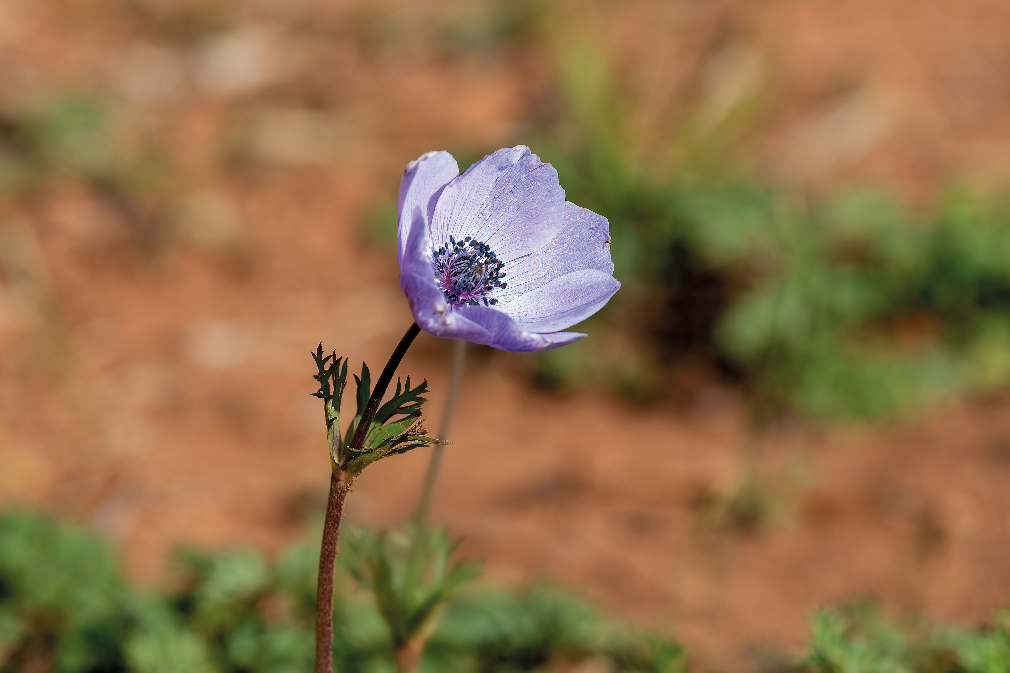 Anemone coronaria