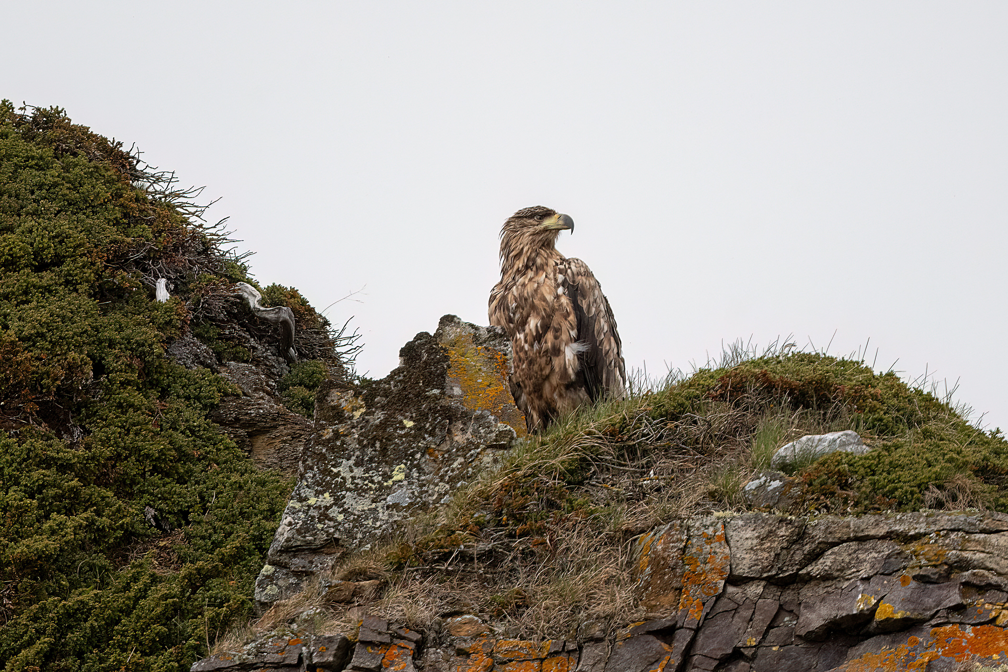 Aquila di mare codabianca giovane