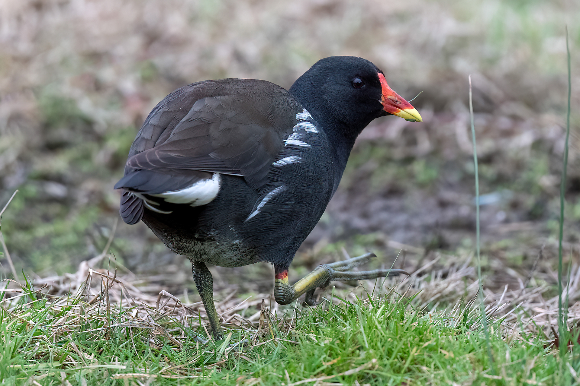 Gallinella d'acqua