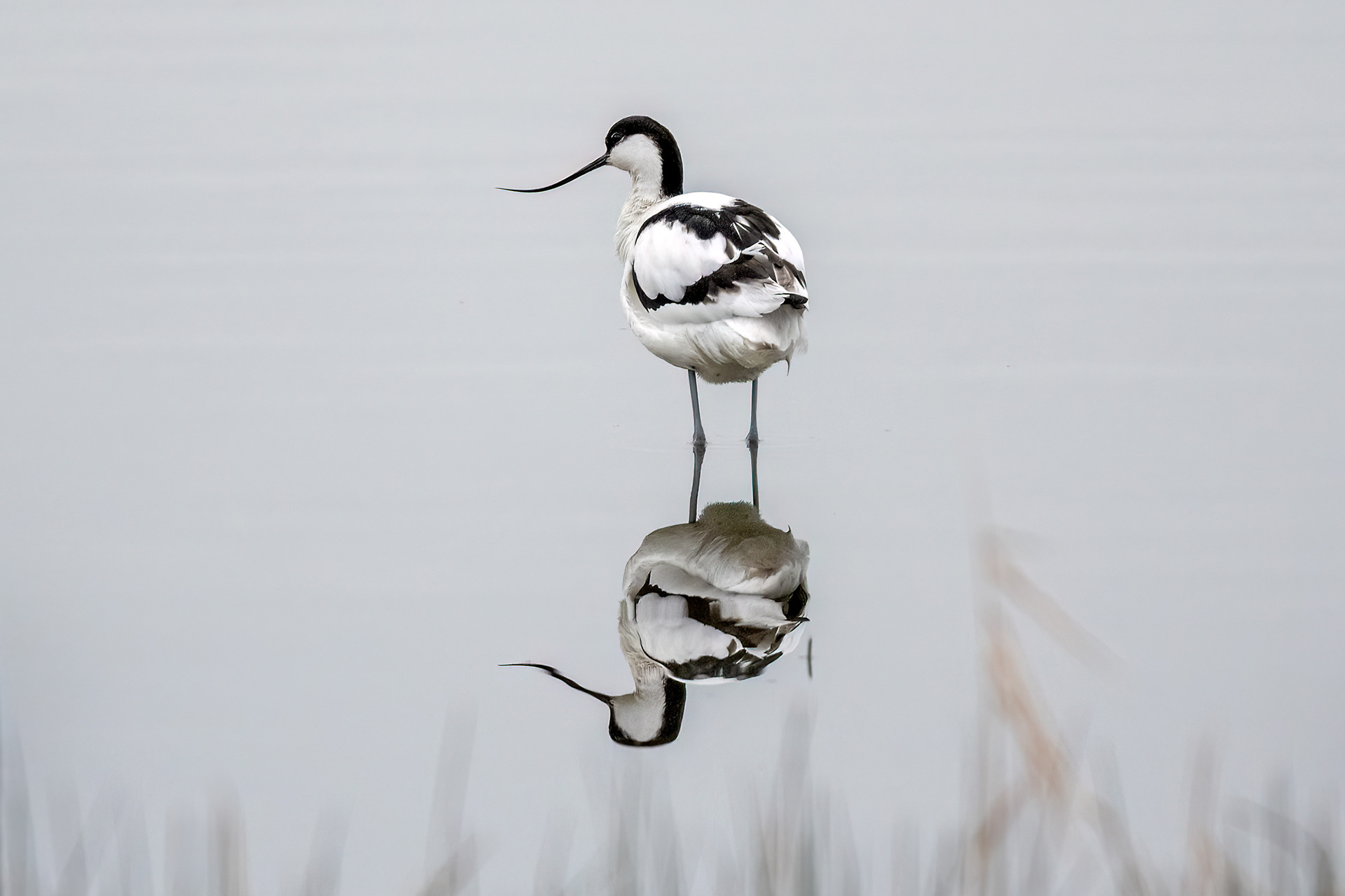 Avocetta