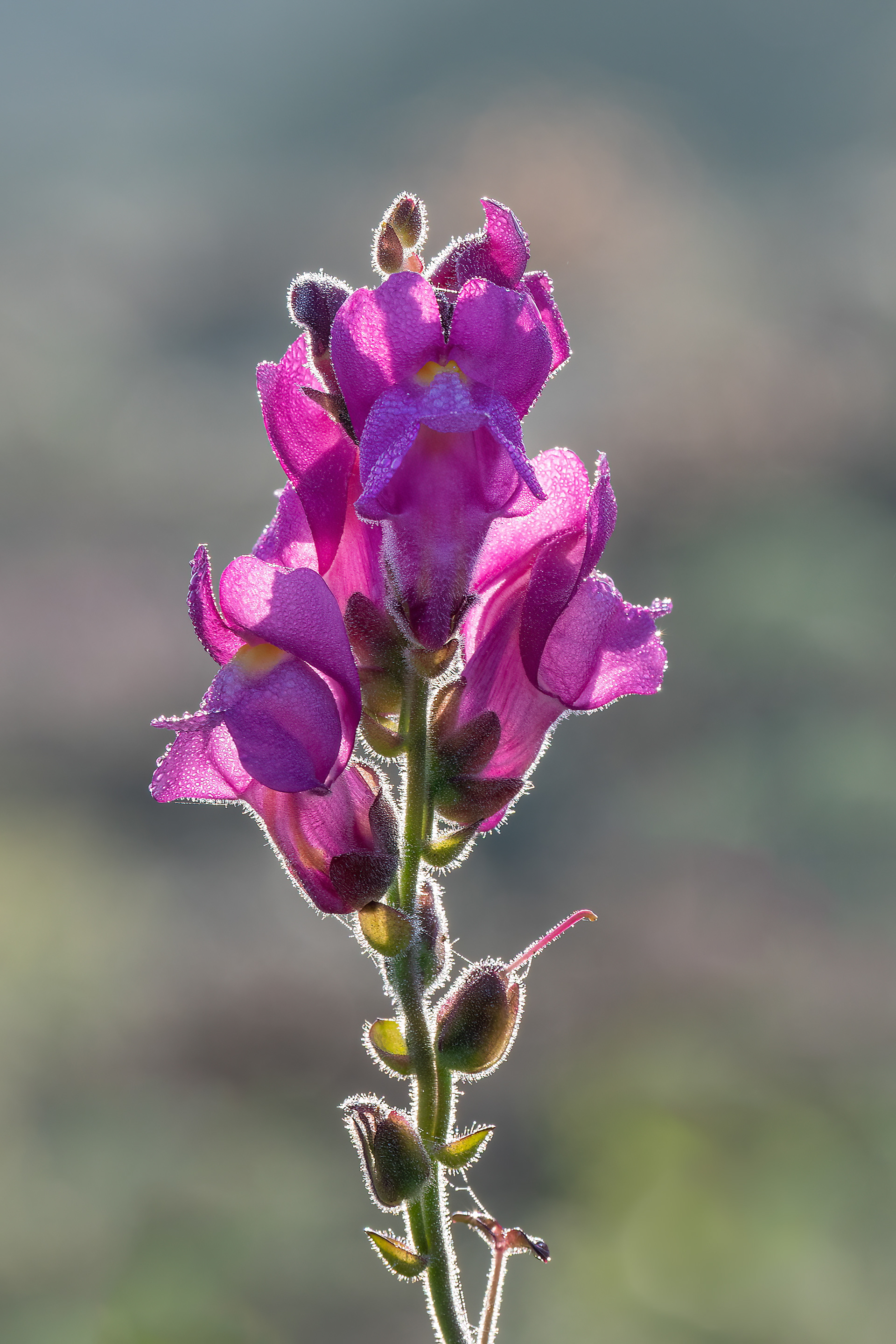 Bocca di Leone