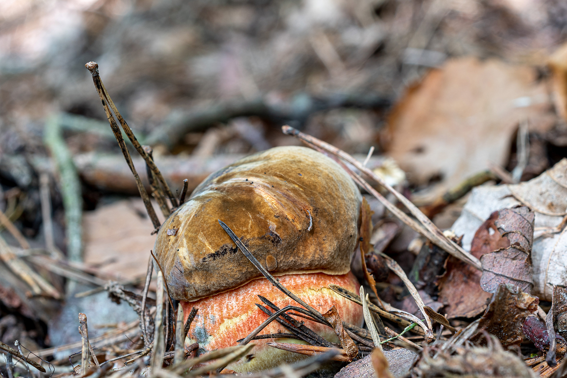 Boletus erythropus