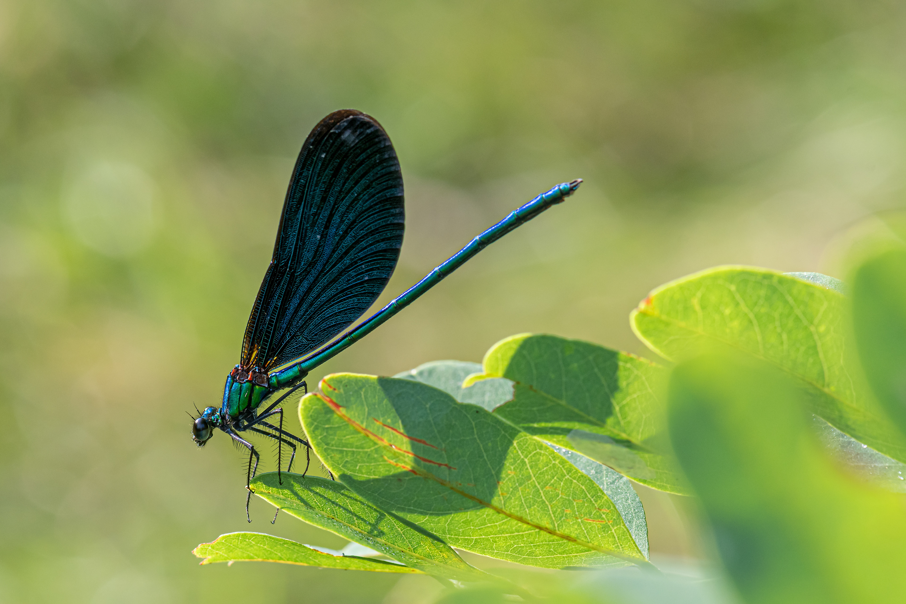 Calopteryx virgo