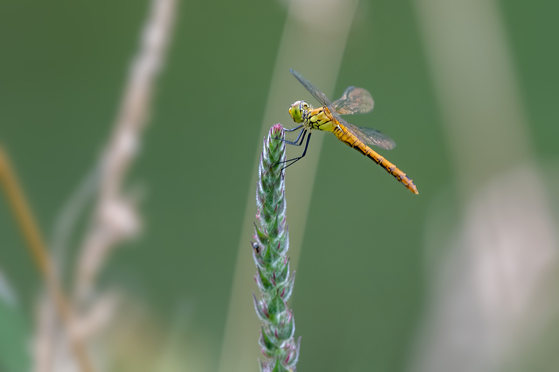 Orthetrum cancellatum