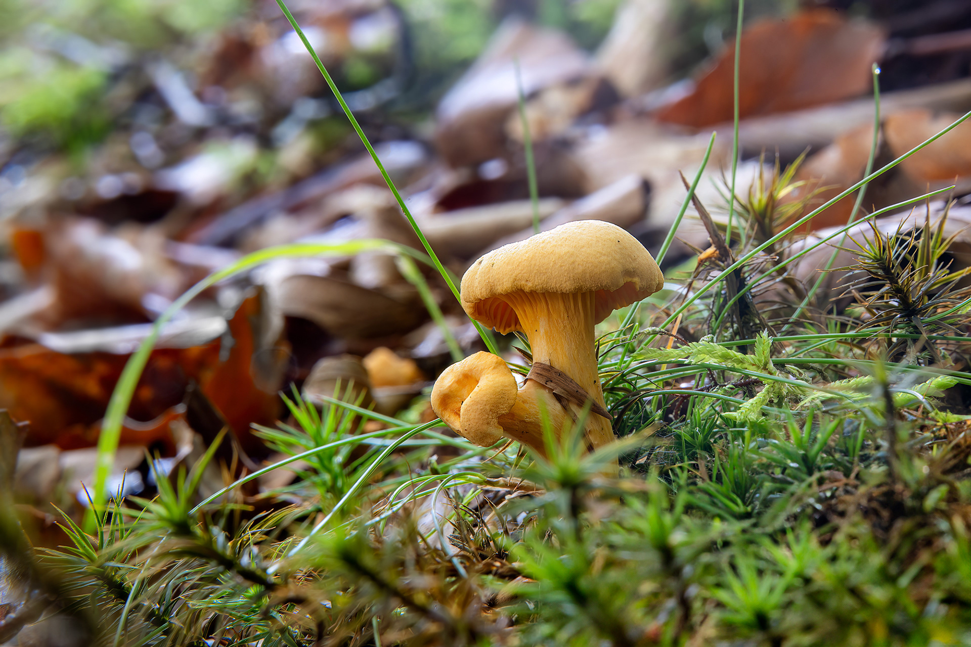 Cantharellus cibarius