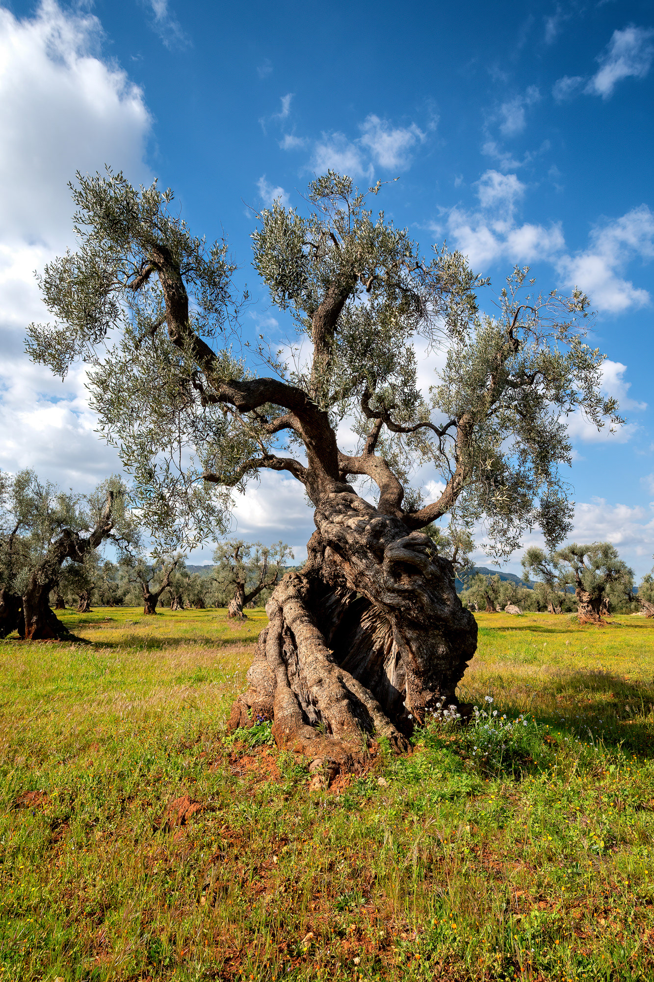 Piana degli ulivi di Ostuni