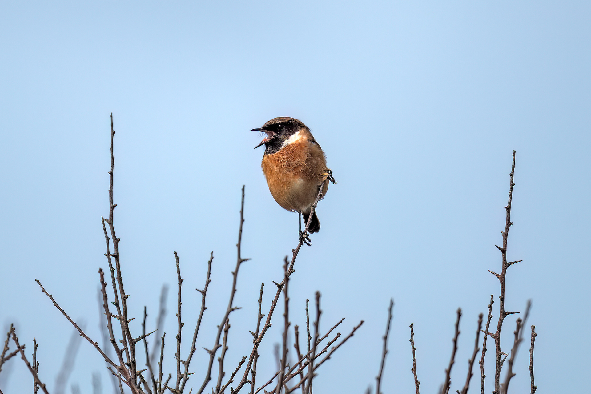 Costa di Plogoff- Saltimpalo maschio