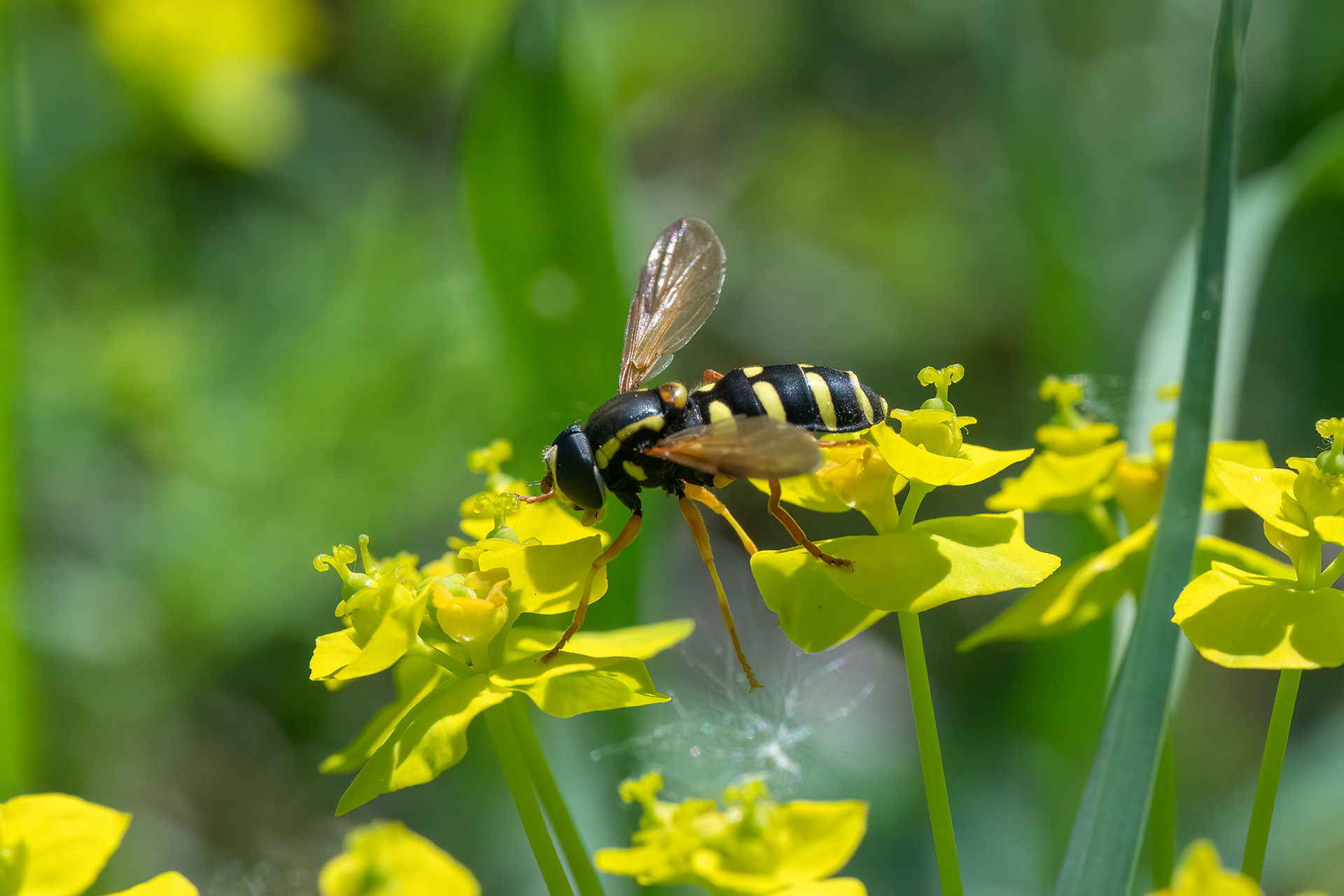 Chrysotoxum