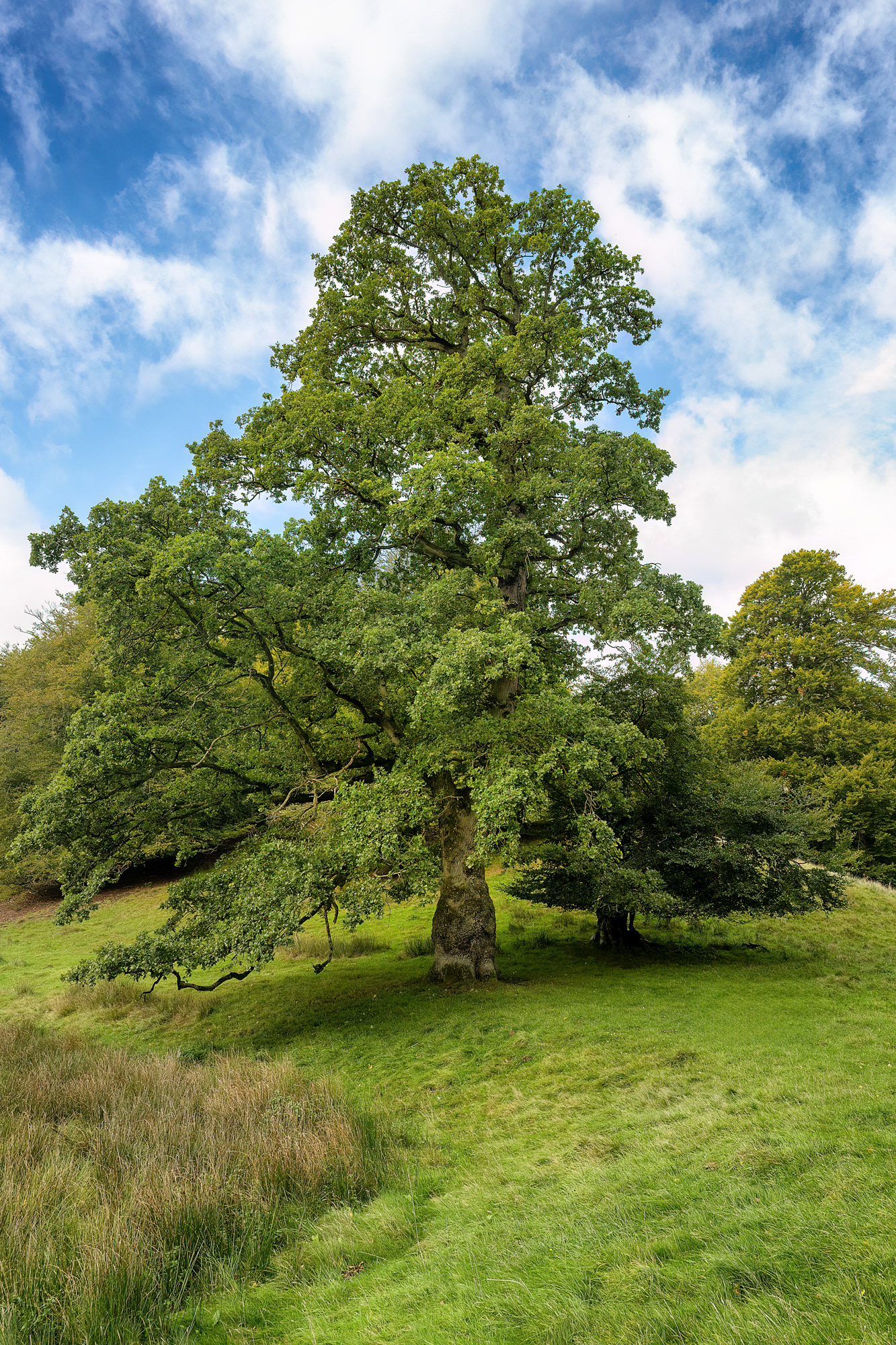 Quercia