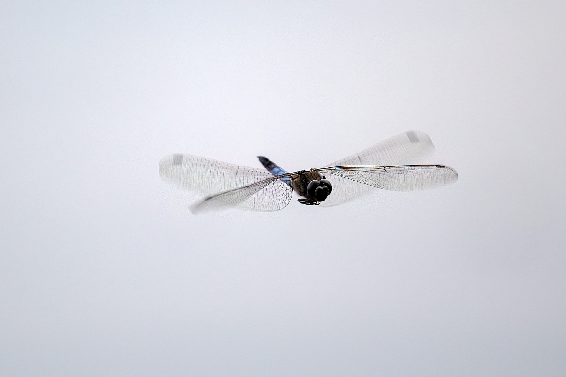 Orthetrum albystilum