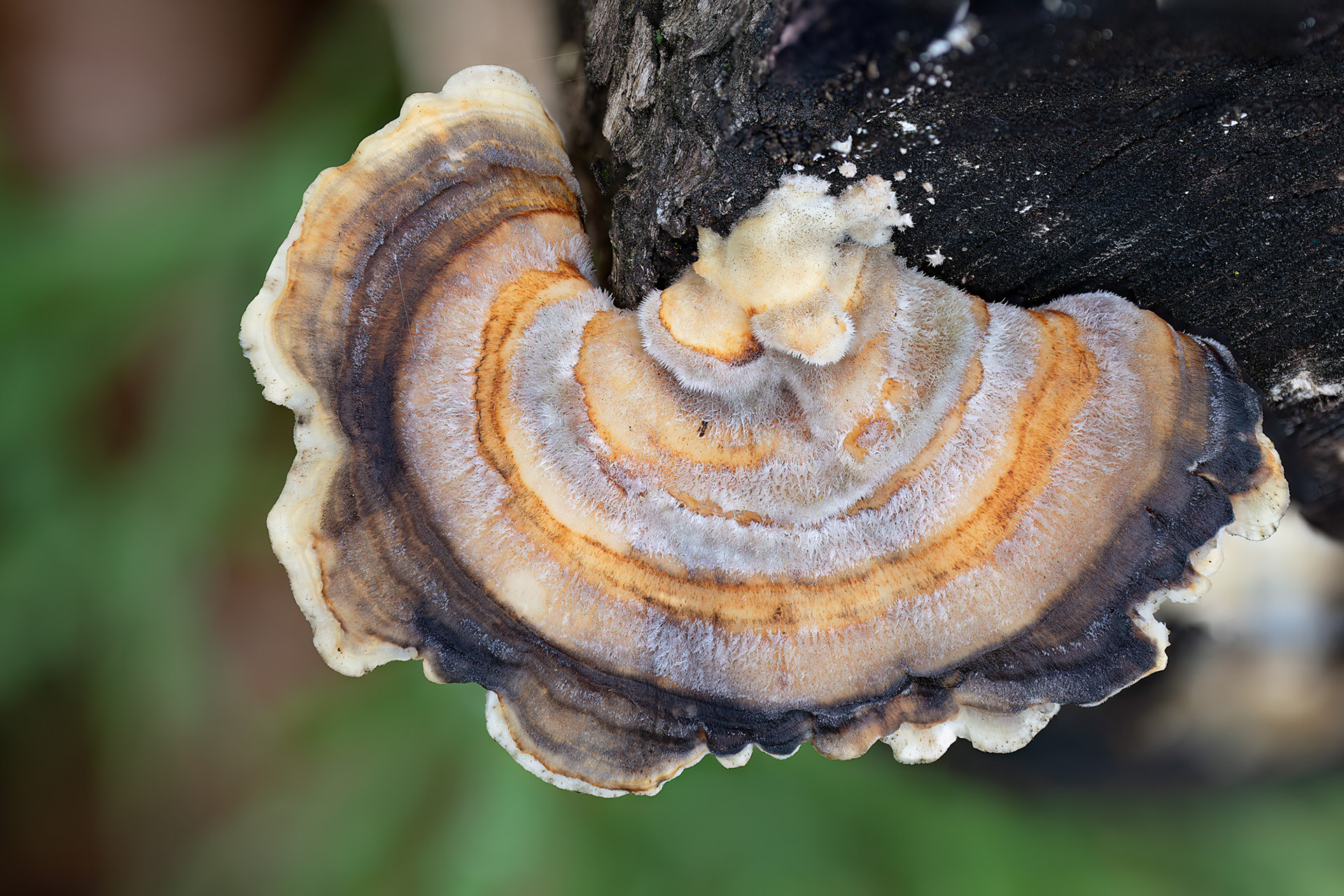 Trametes versicolor