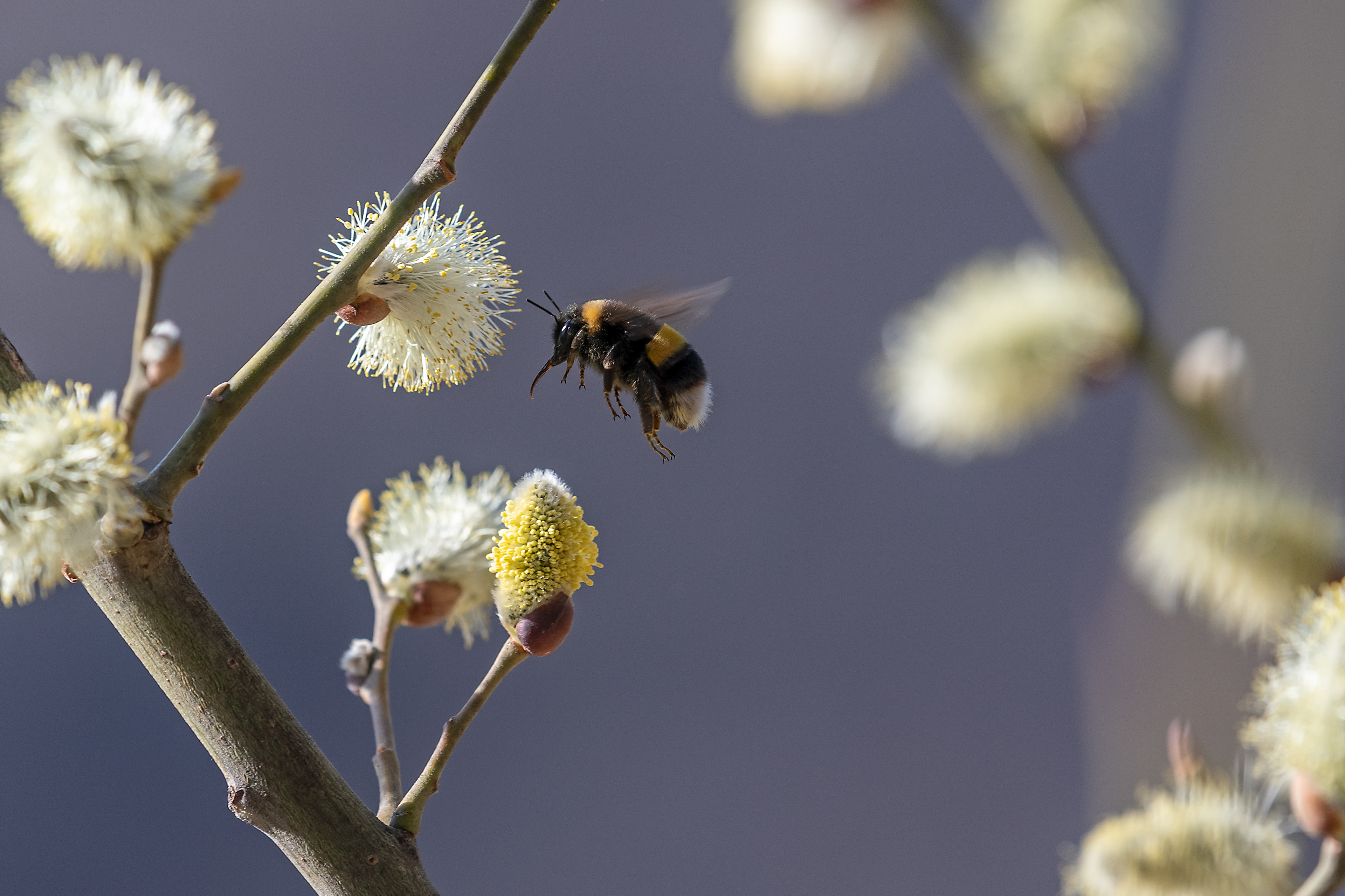 Bombus terrestris