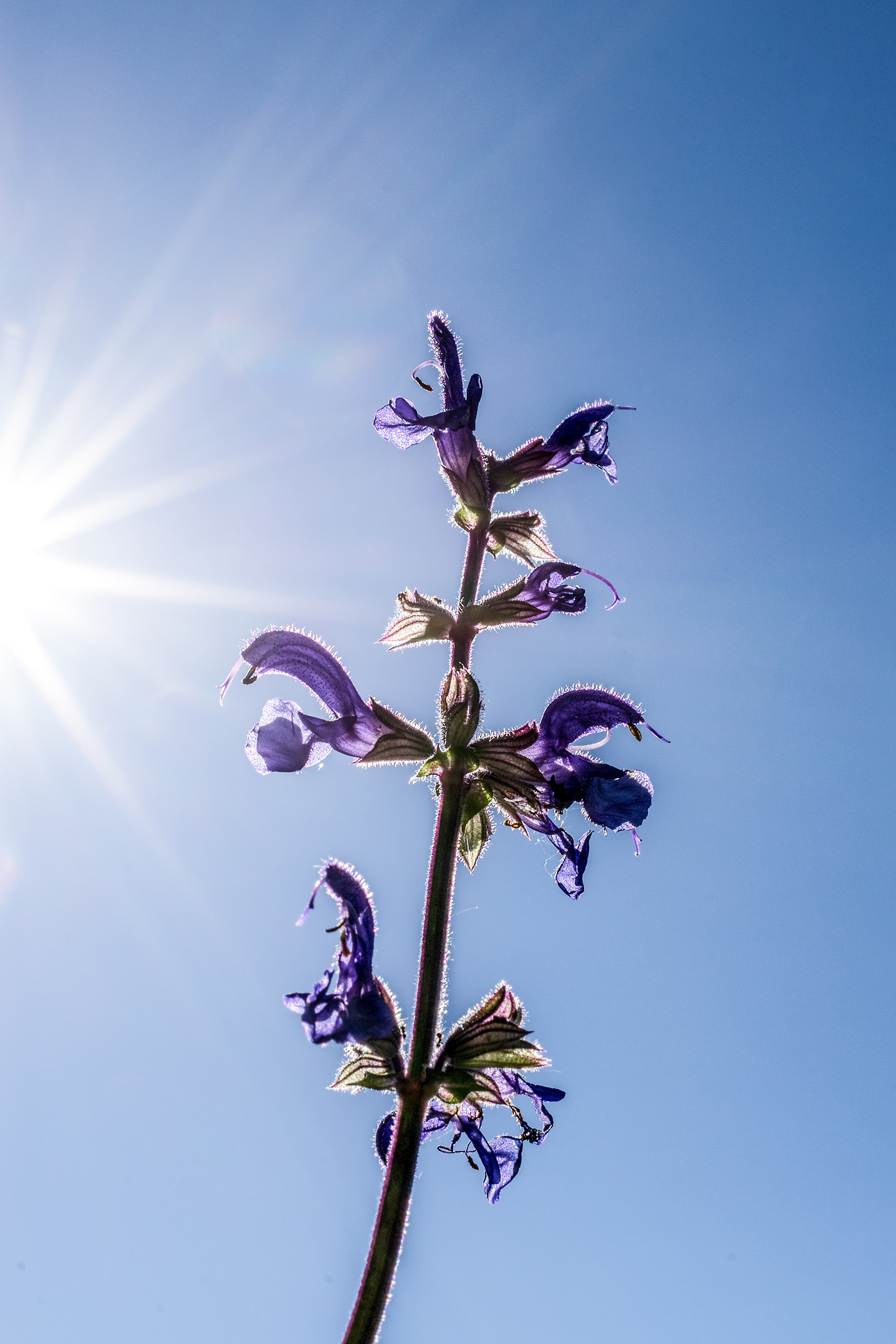 Salvia pratensis
