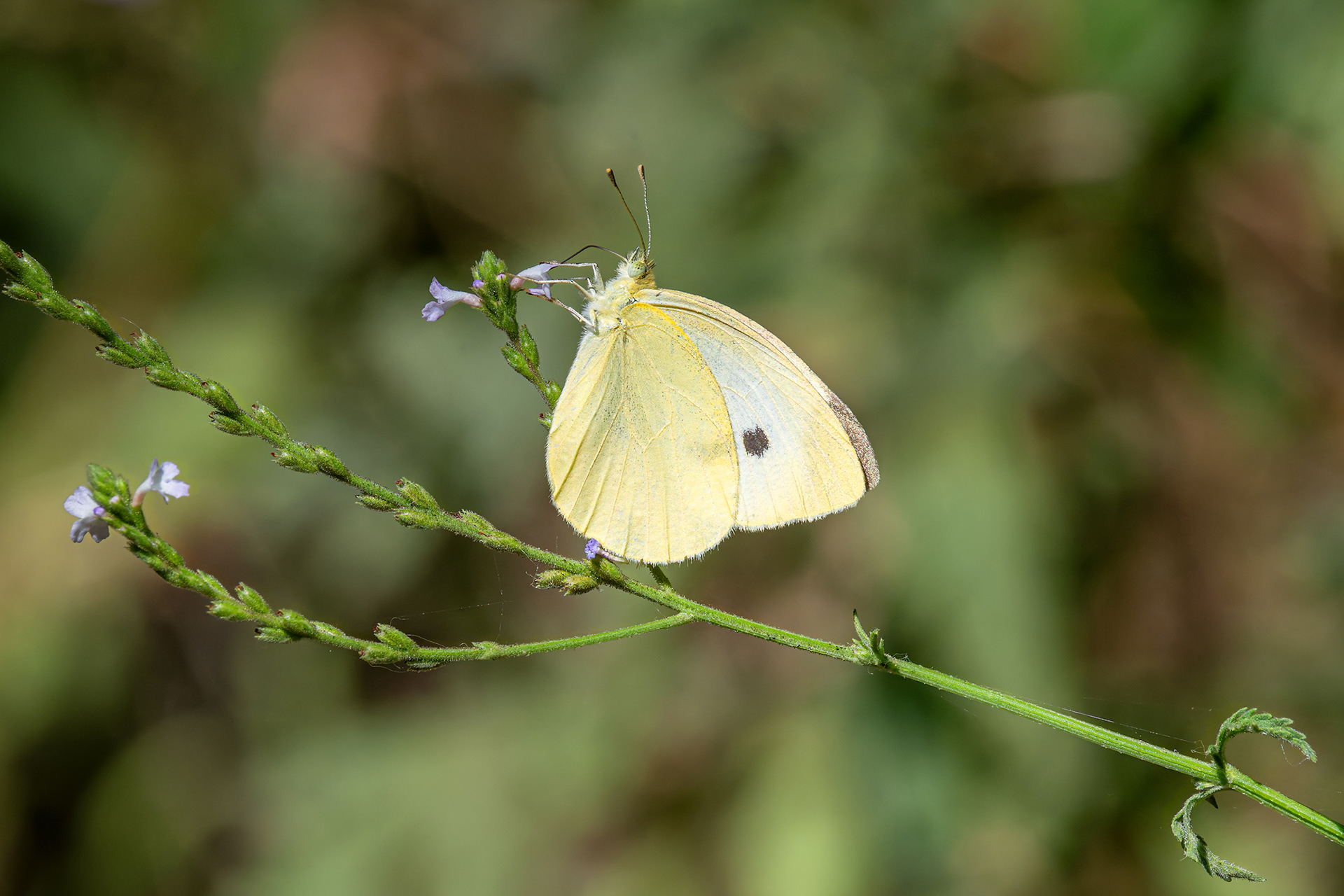 Cavolaia minore - Pieris rapae