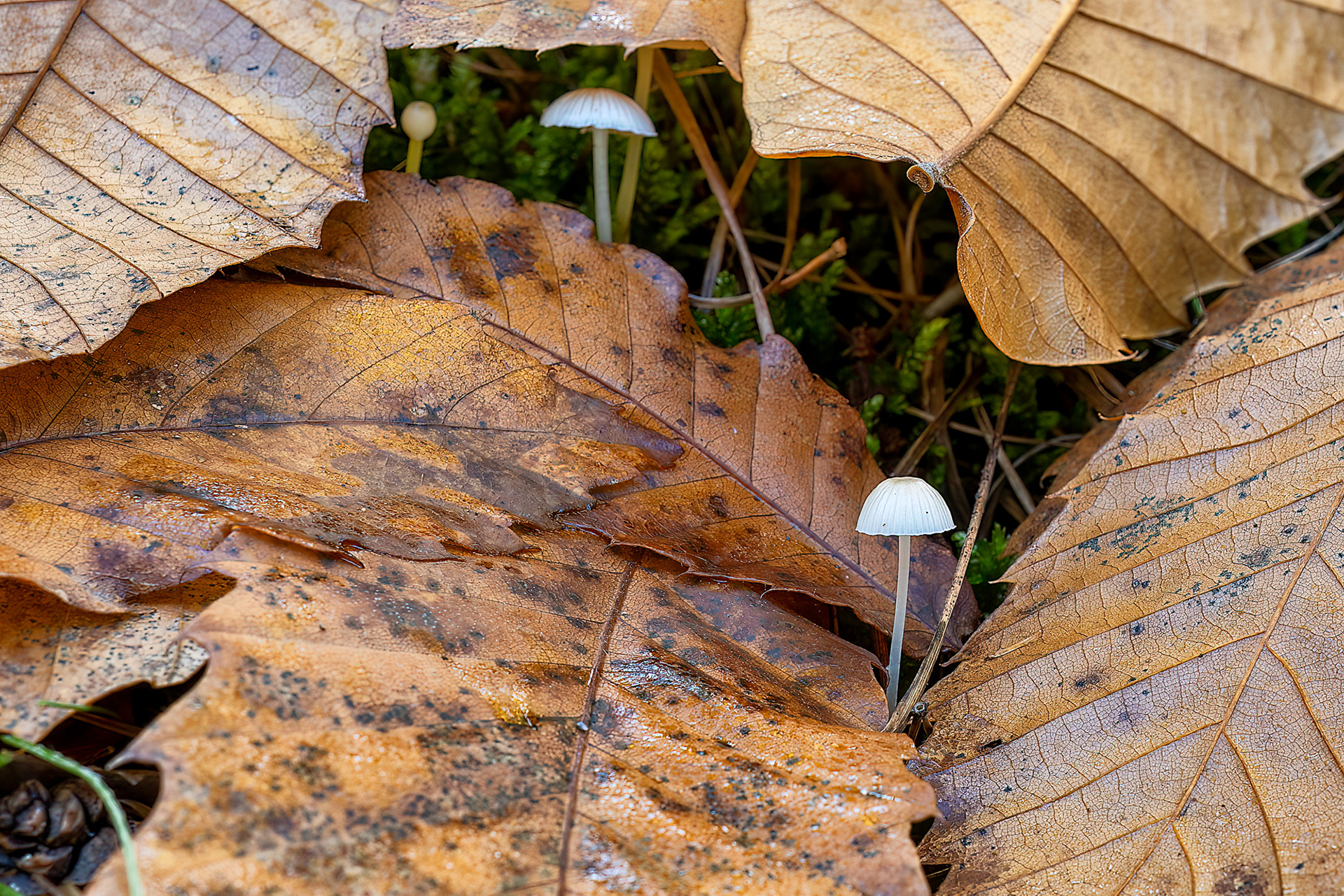 Mycena galopus