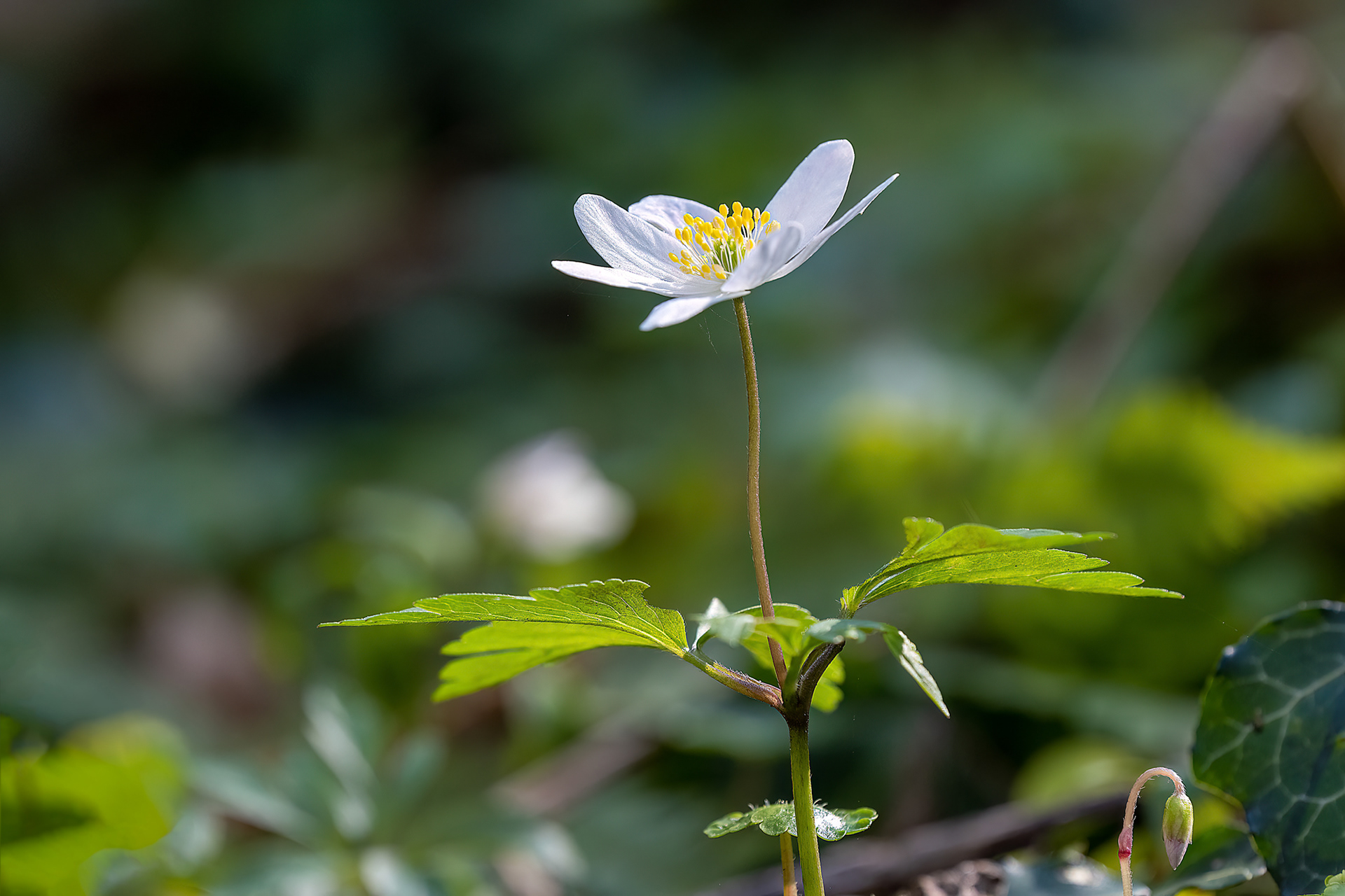 Anemone nemorosa