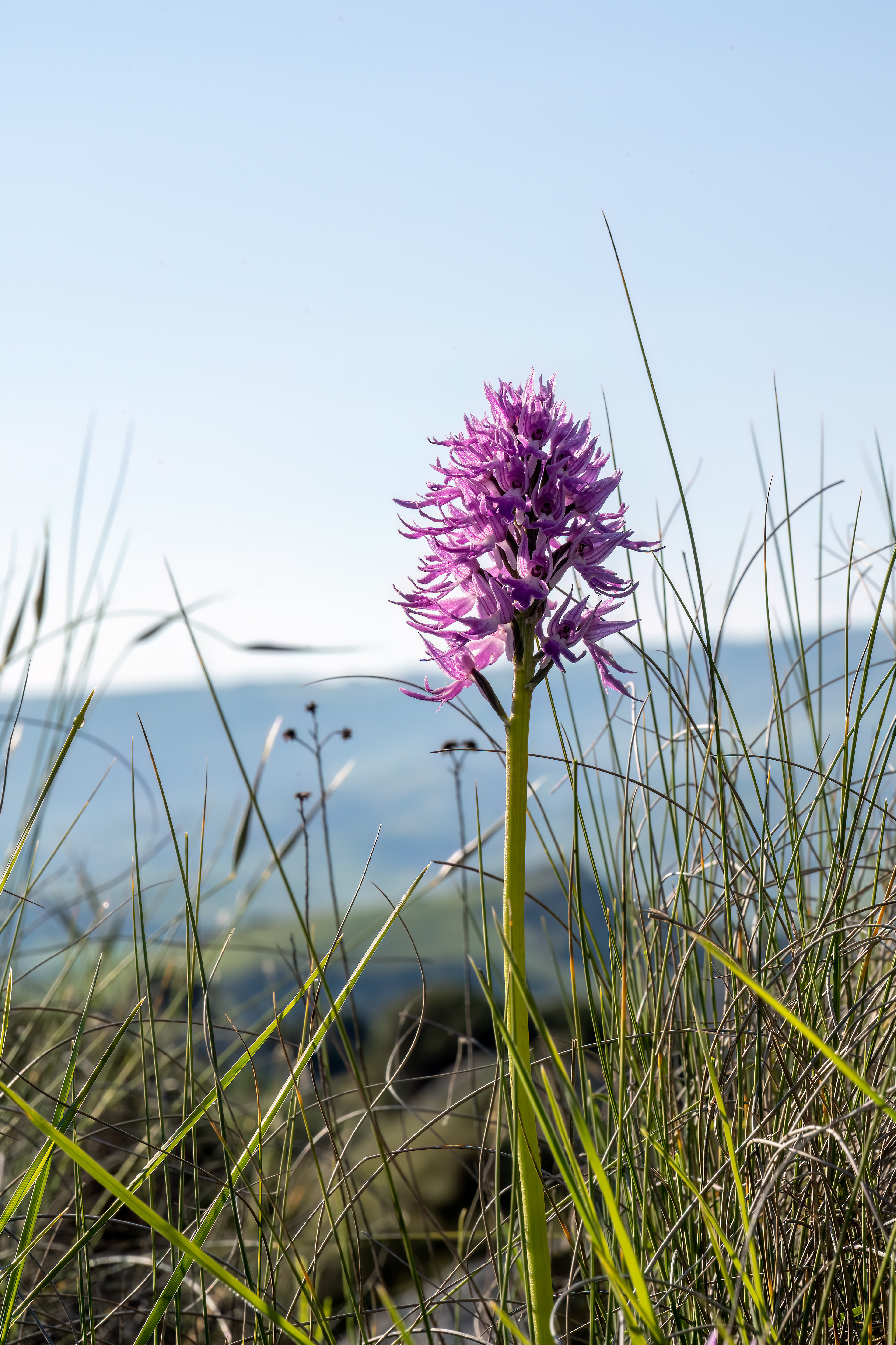 Orchis italica
