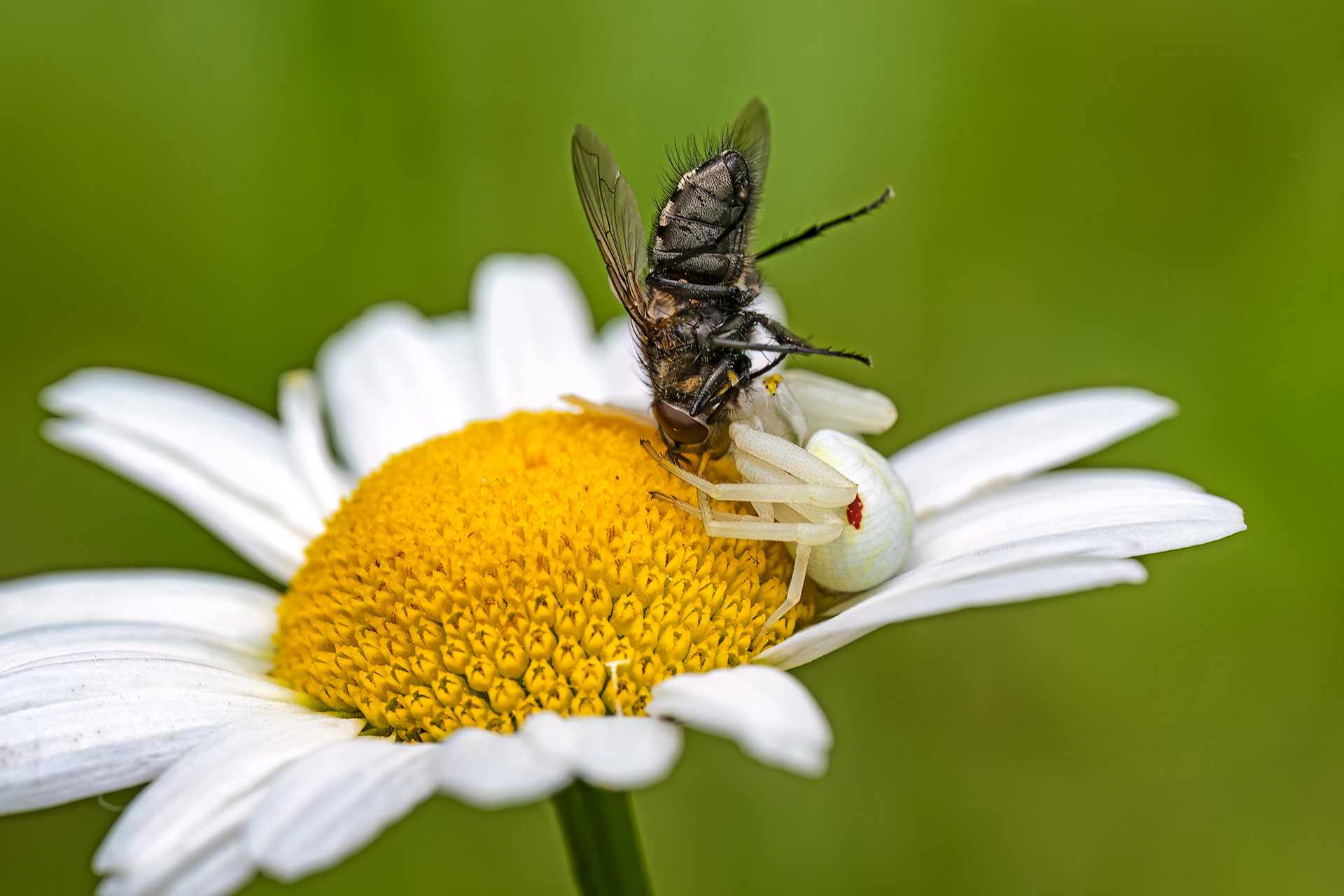 Thomisus