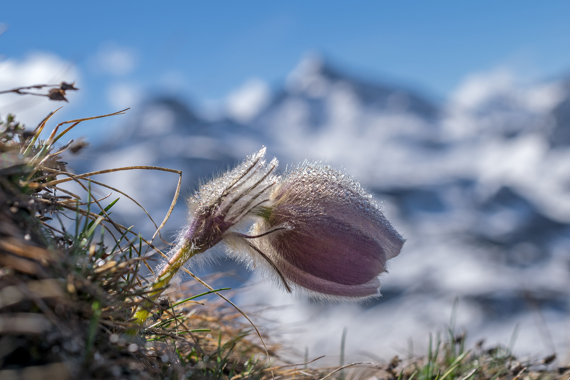 Pulsatilla vernalis
