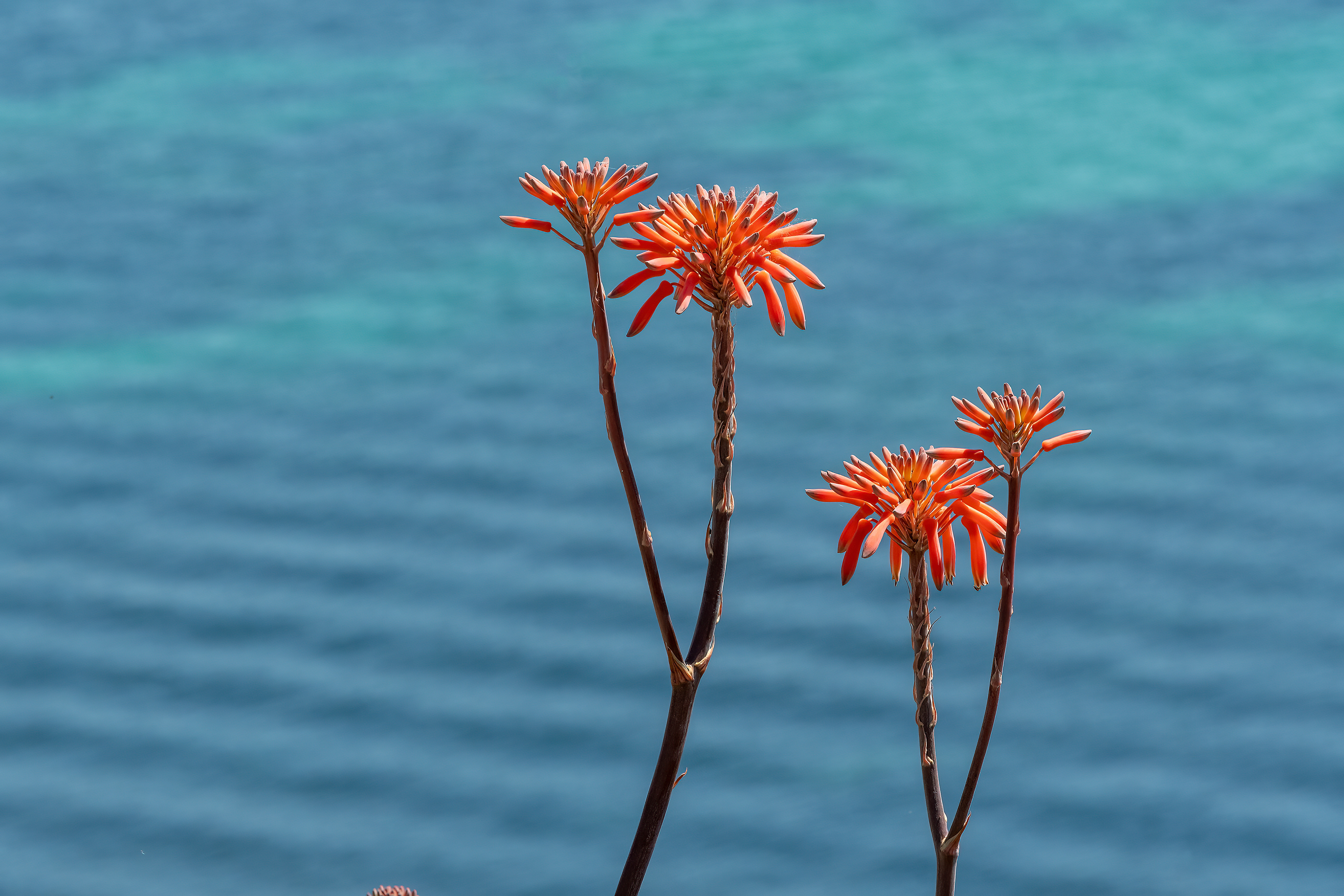 Aloe maculata