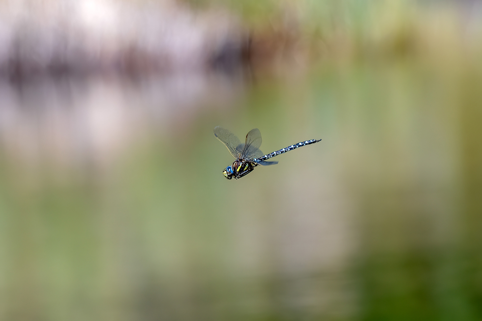Anax imperator