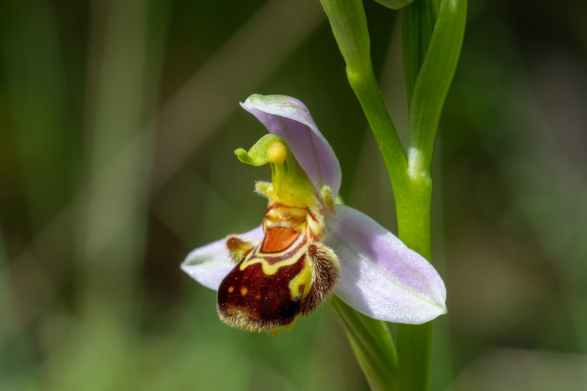 Ophrys apifera