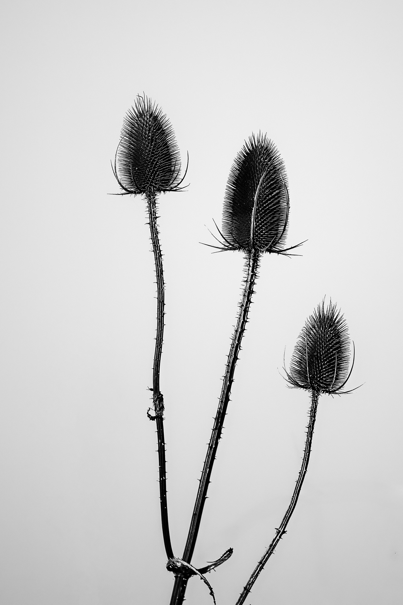 Cardo