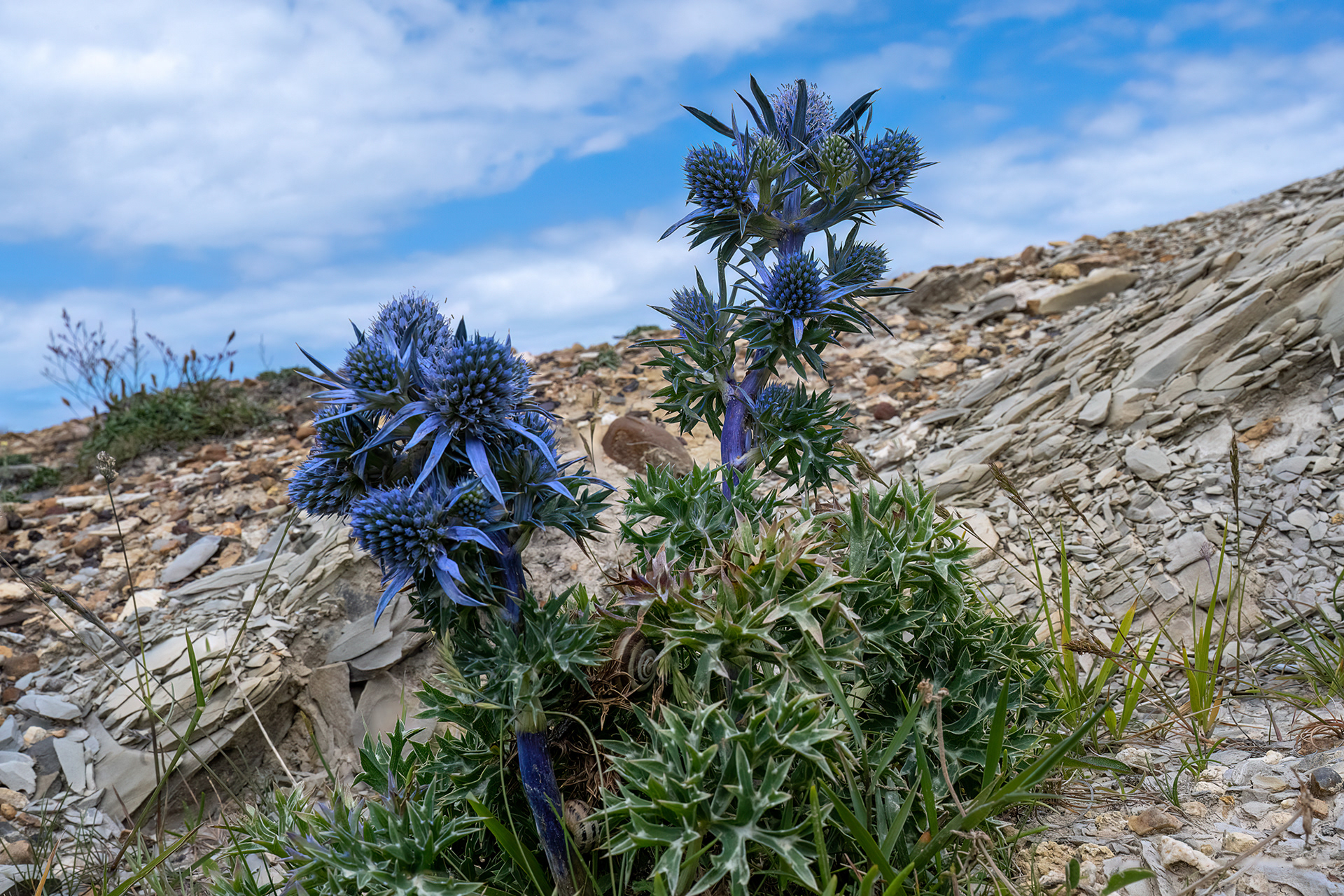 Cardo azzurro - Eryngium bourgatii