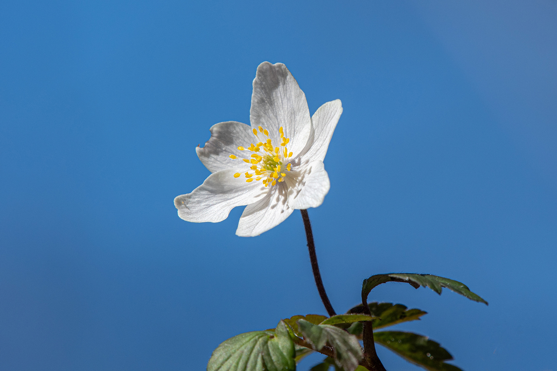 Anemone nemorosa