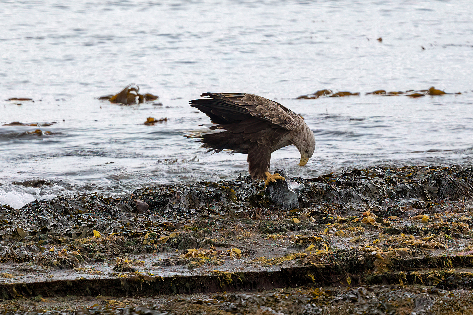 Penisola di Varanger - Aquila di mare codabianca