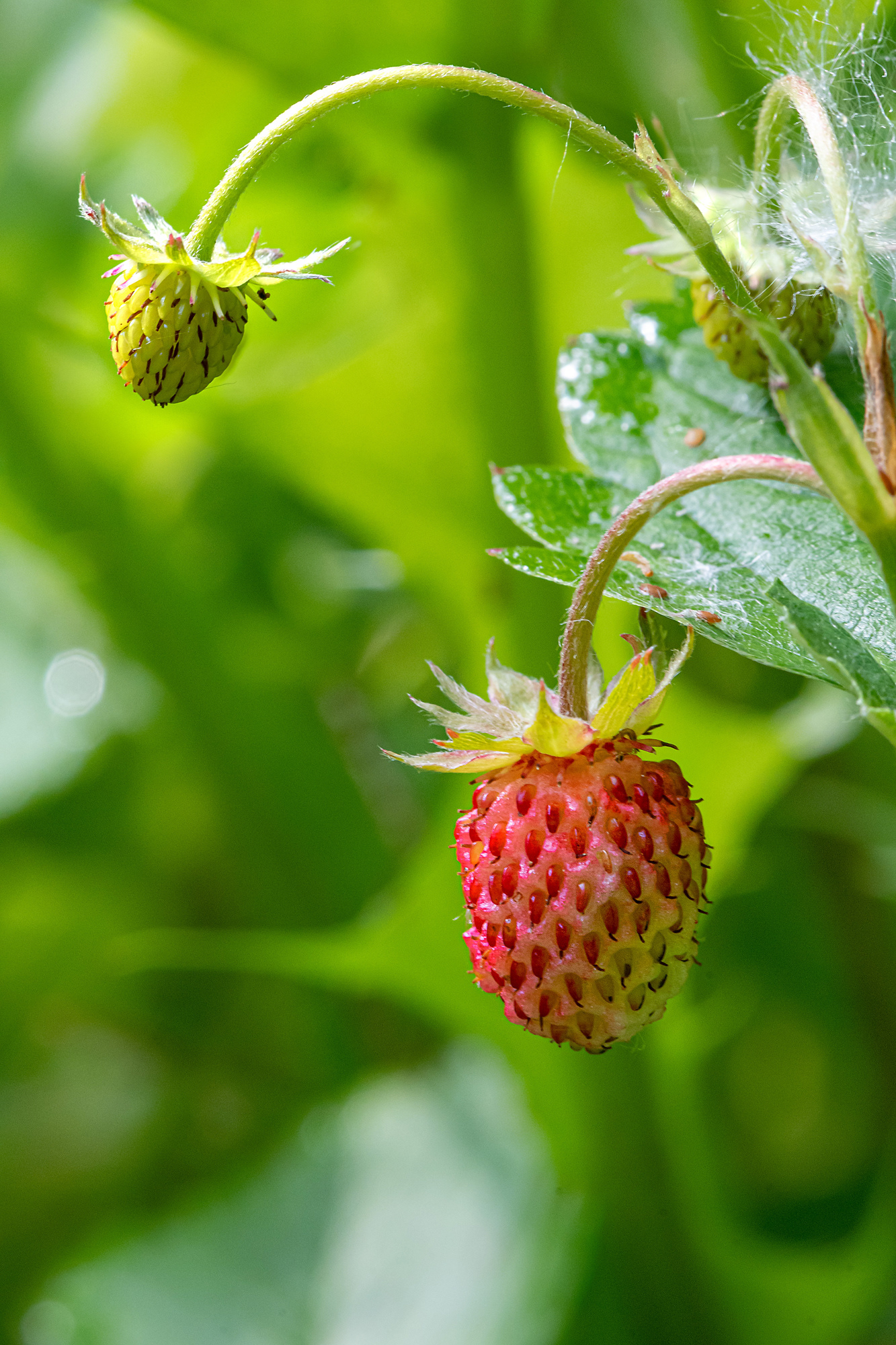 Fragola
