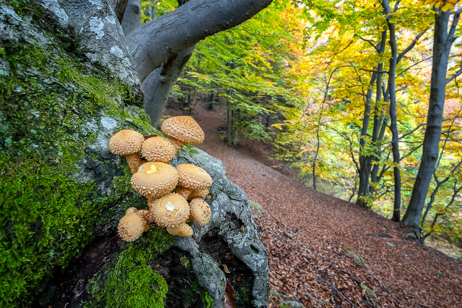 Armillaria melela