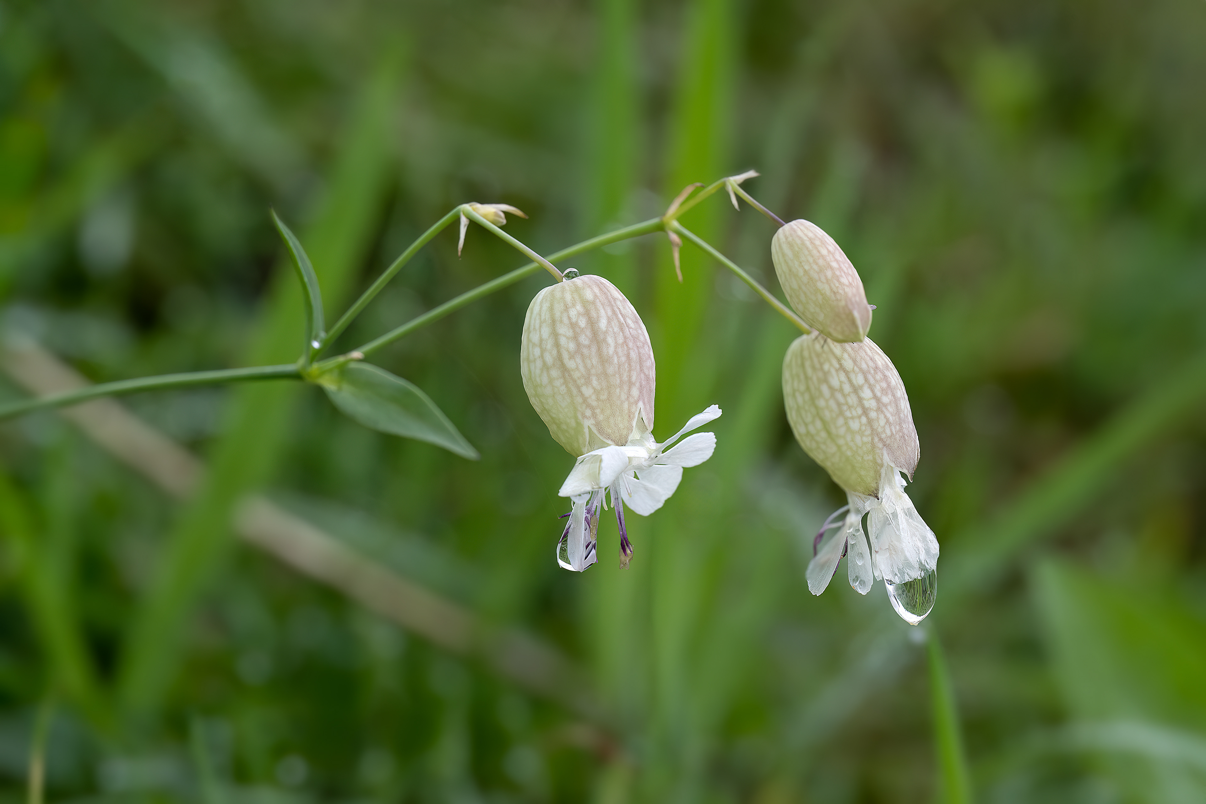 Silene vulgaris