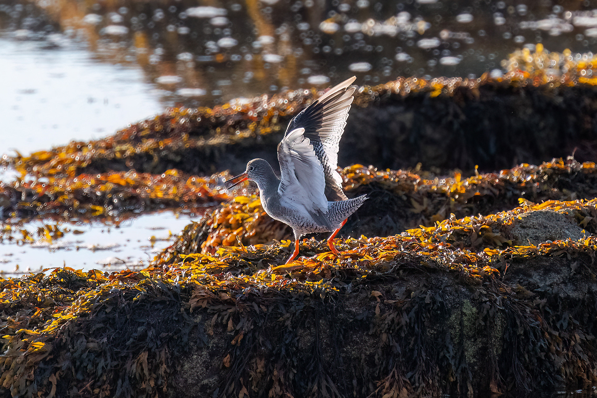 Penmarch - Pettegola