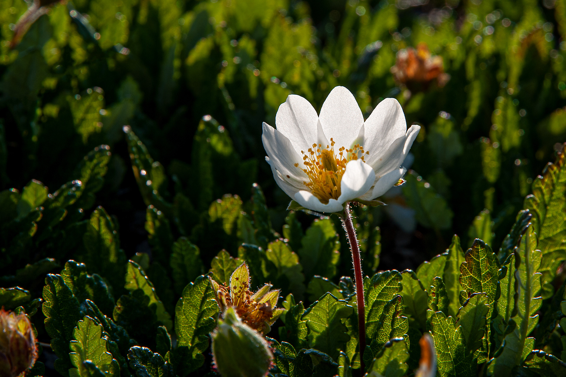 Dryas octopetala