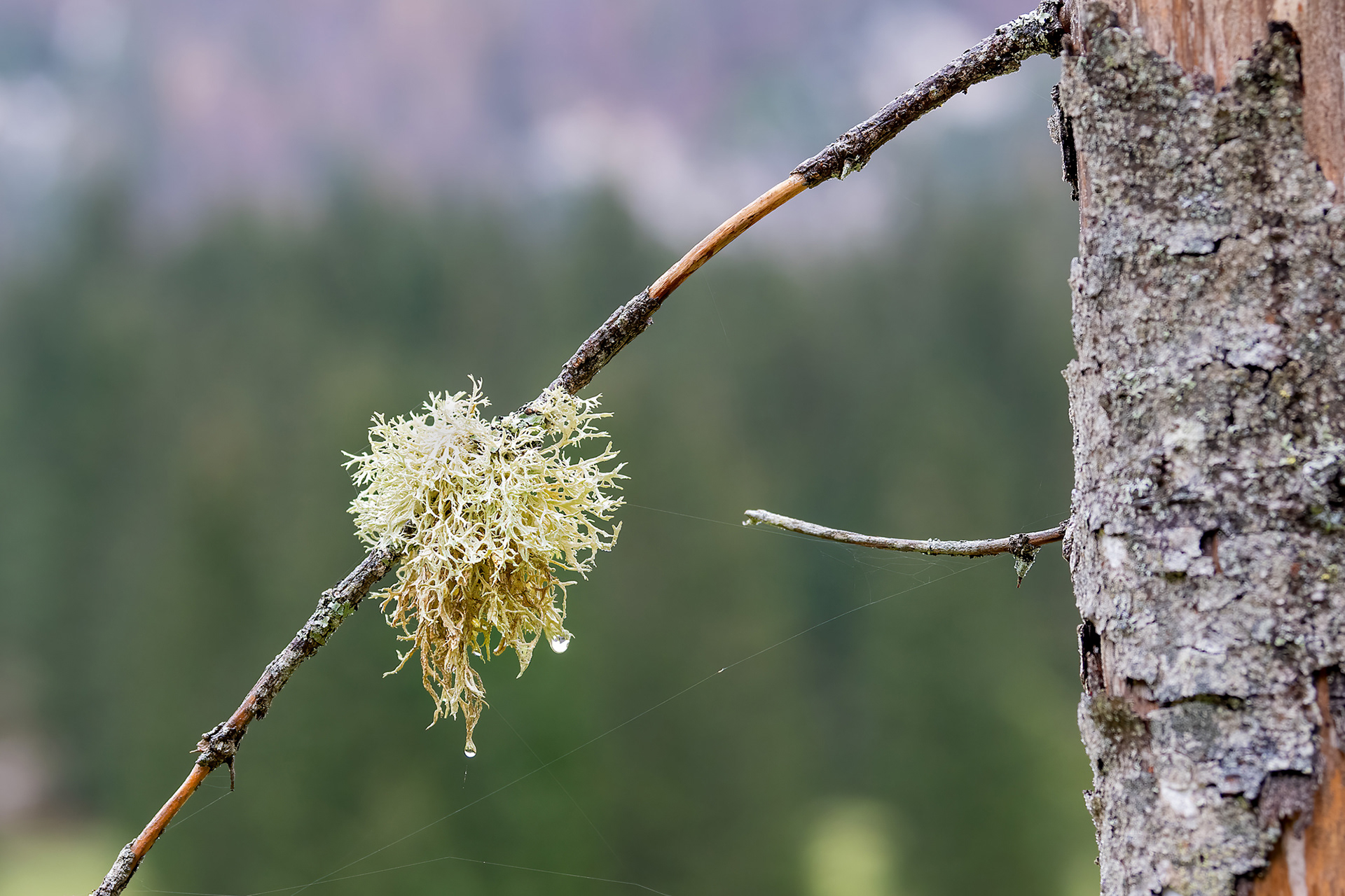 Barba di bosco - Usnea