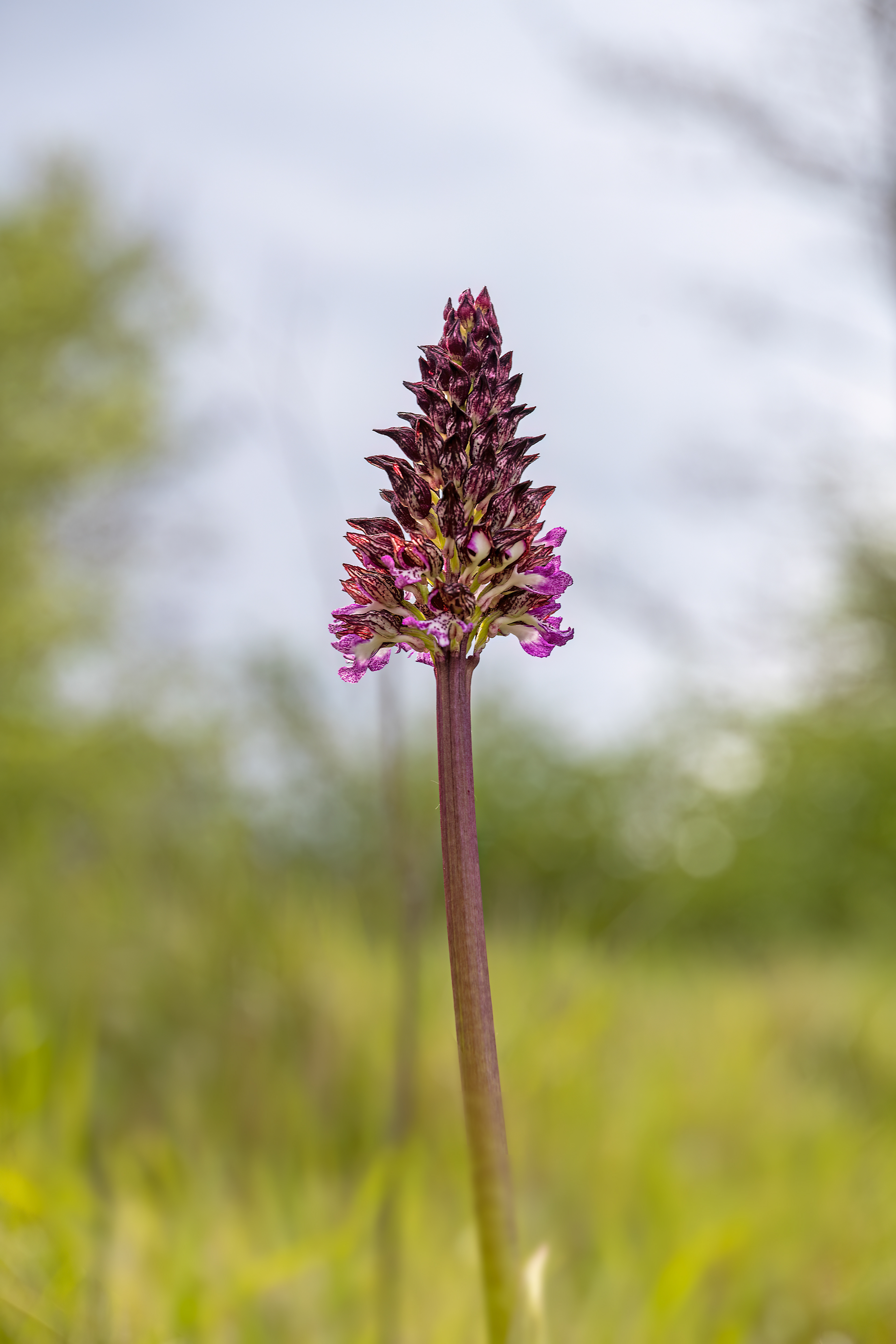 Orchis militaris