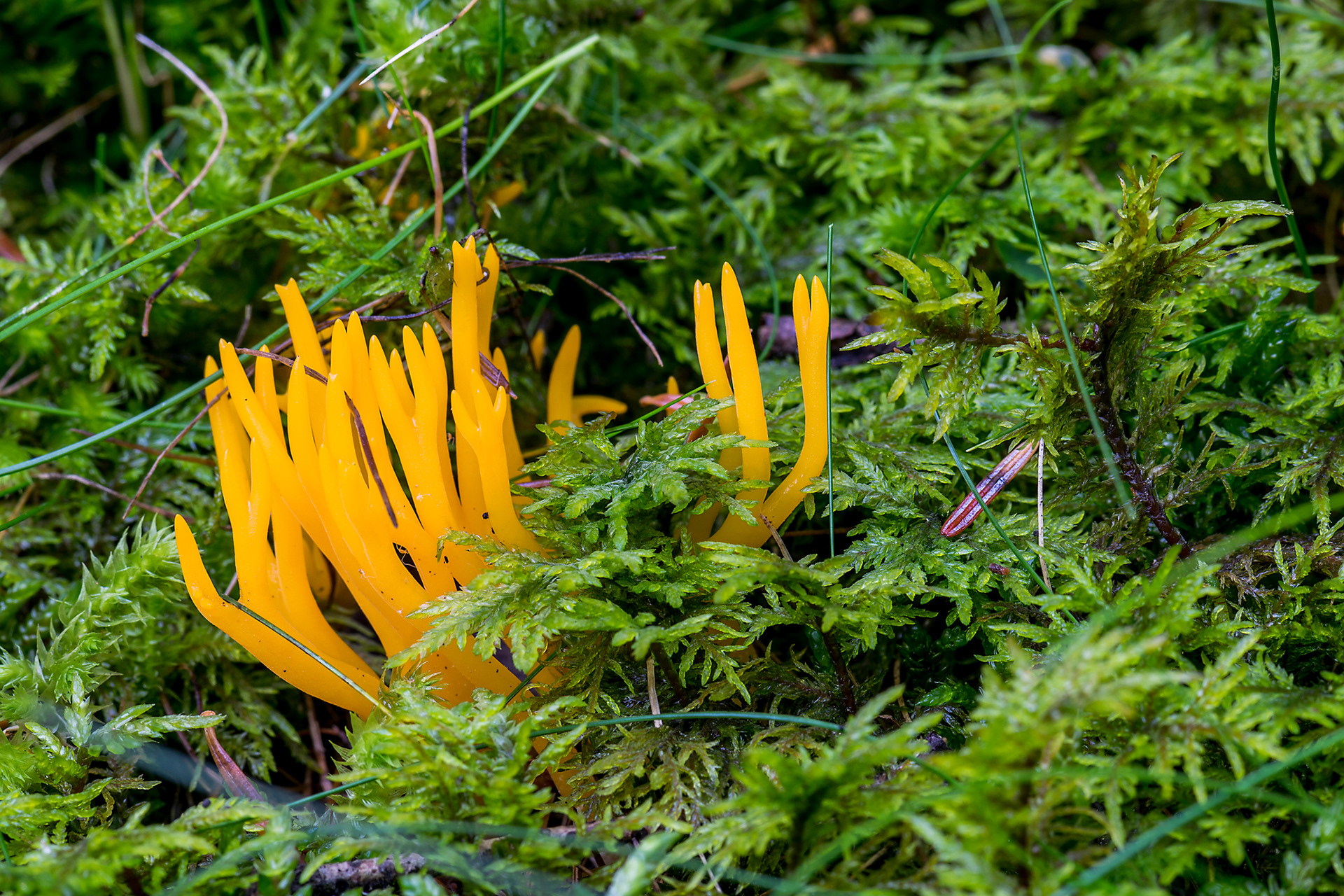 Calocera viscosa
