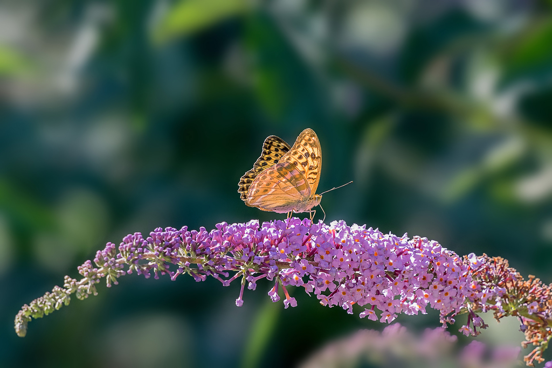 Argynnis (paphia)