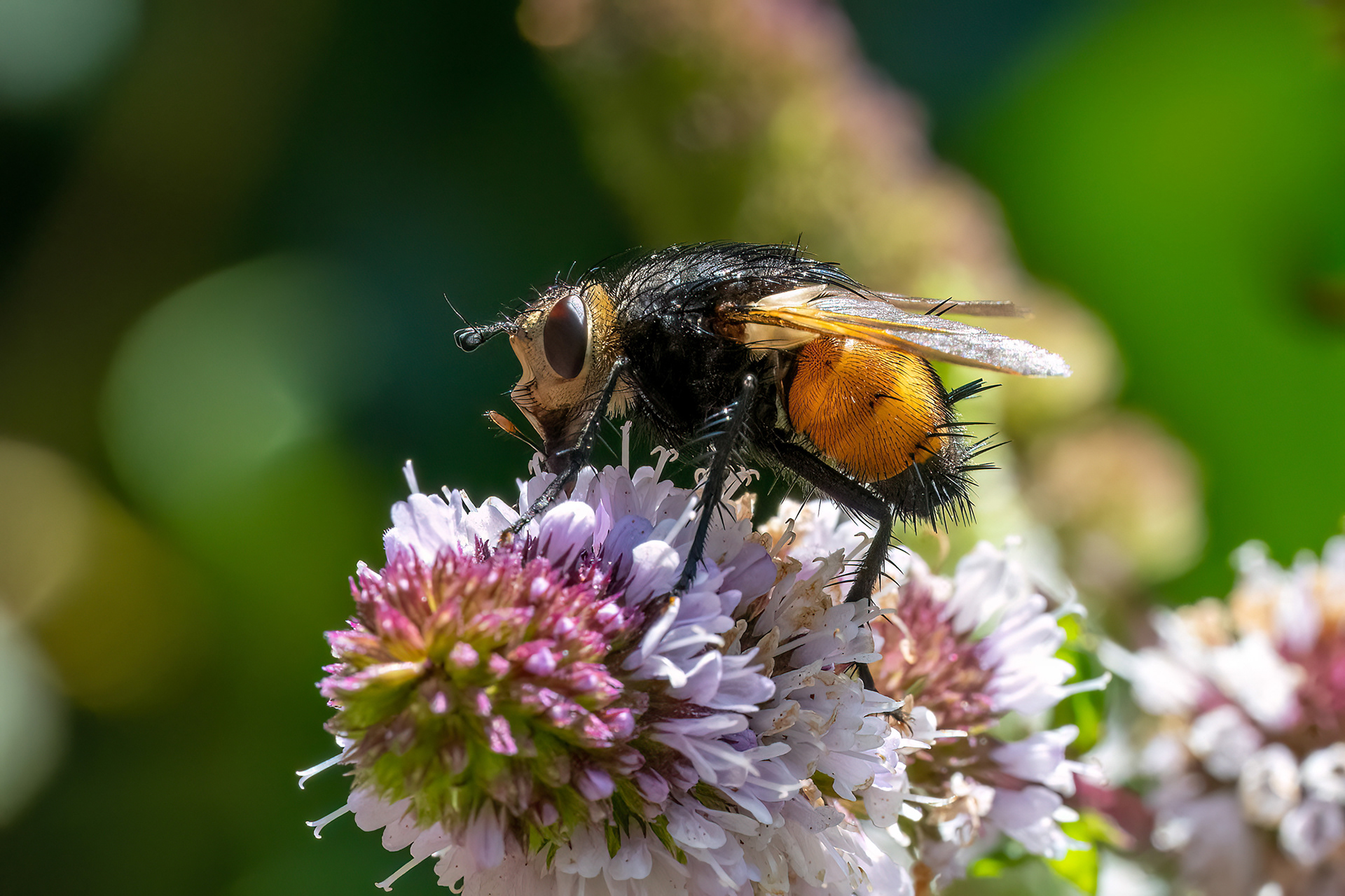 Tachina fera