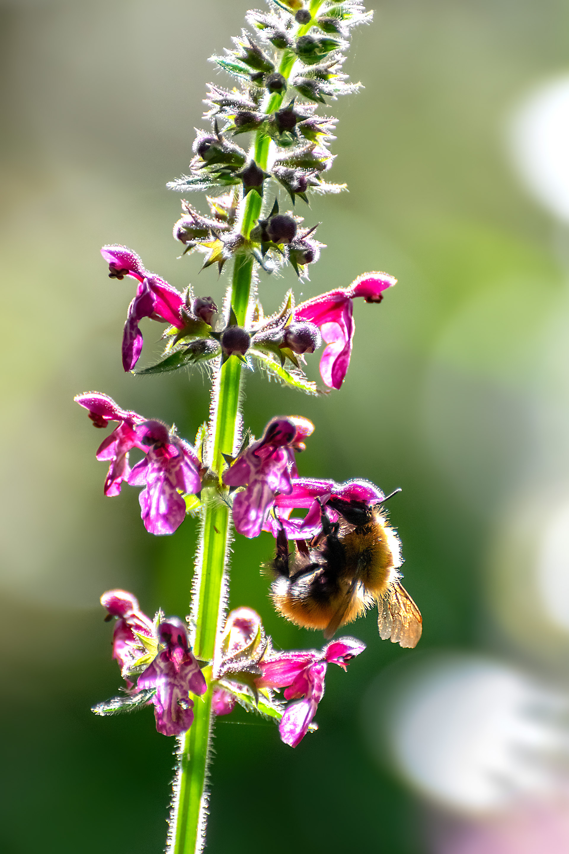 Bombus pascuorum