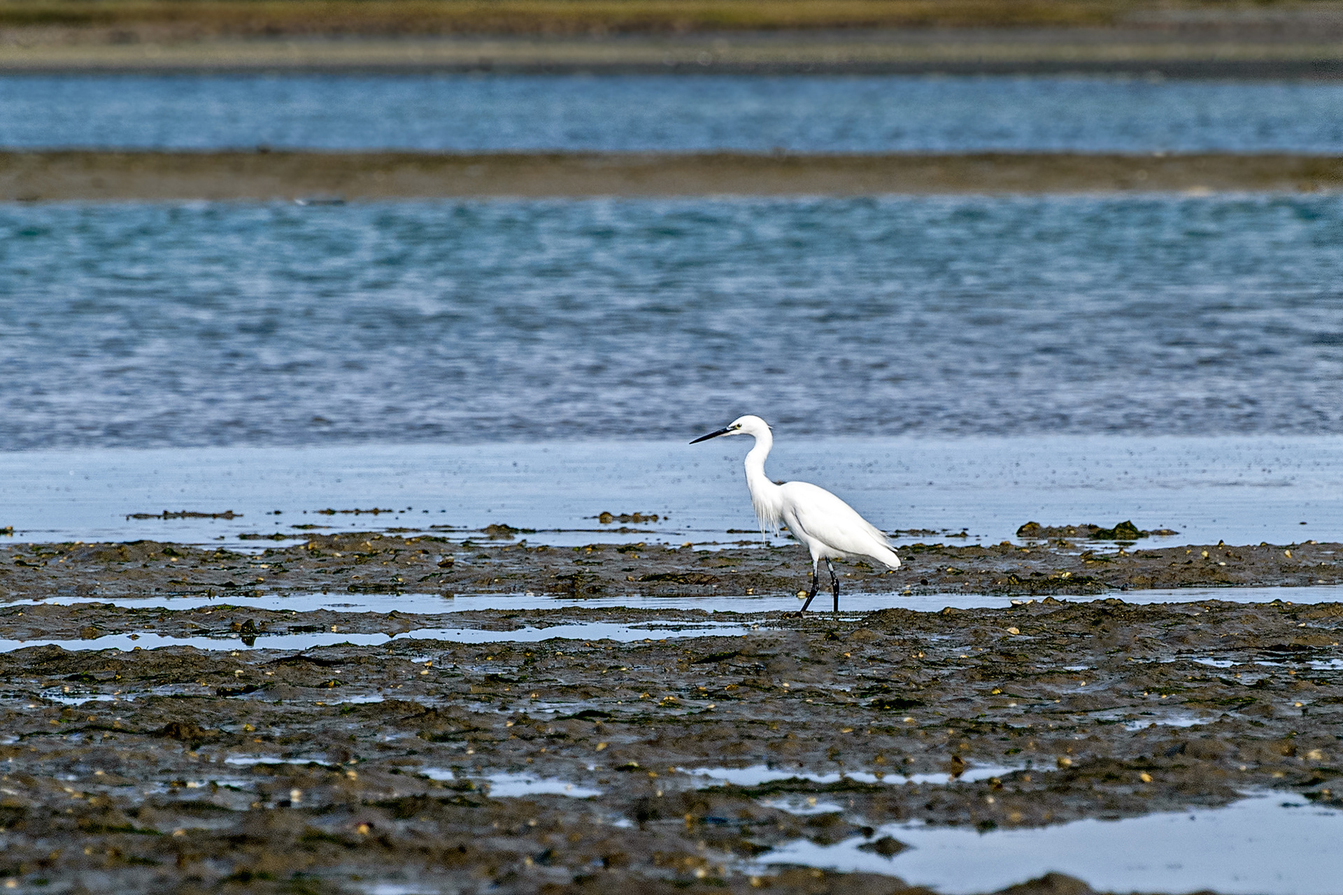 Ars-en-Re - garzetta