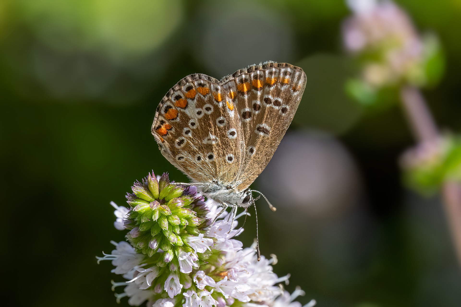 Polyommatus icarus femmina